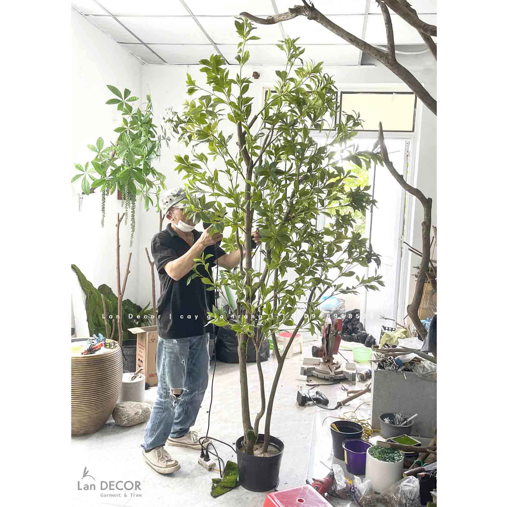 CÂY LINH SƠN TRỒNG BỒN TIỂU CẢNH ĐỘC ĐÁO (2m5)- CC883