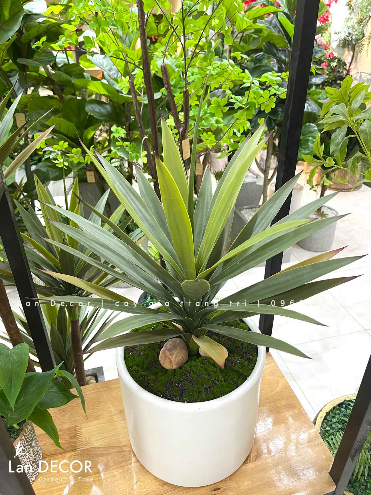 Chậu Cây Lô Hội Để Bàn Phòng Khách (65cm)- CC955-1, CC955-2