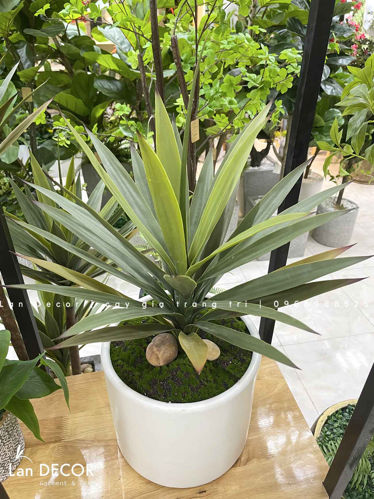 Chậu Cây Lô Hội Để Bàn Phòng Khách (65cm)- CC955-1, CC955-2