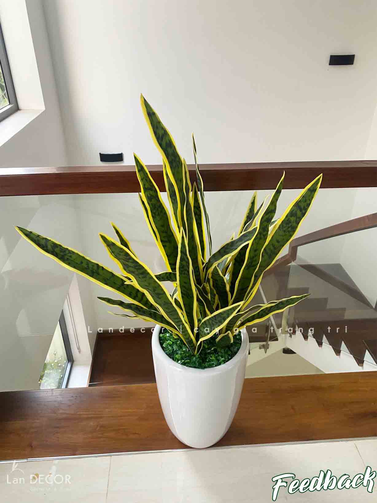 CHẬU CÂY LƯỠI HỔ MIX TRANG TRÍ TIỂU CẢNH (110CM) - CC419