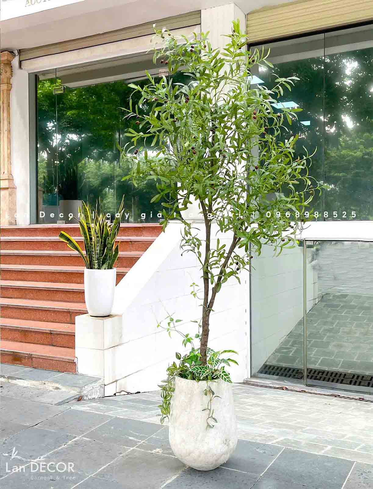 Cây Oliu Trang Trí Nội Thất Đẹp Tự Nhiên (220cm)- CC958