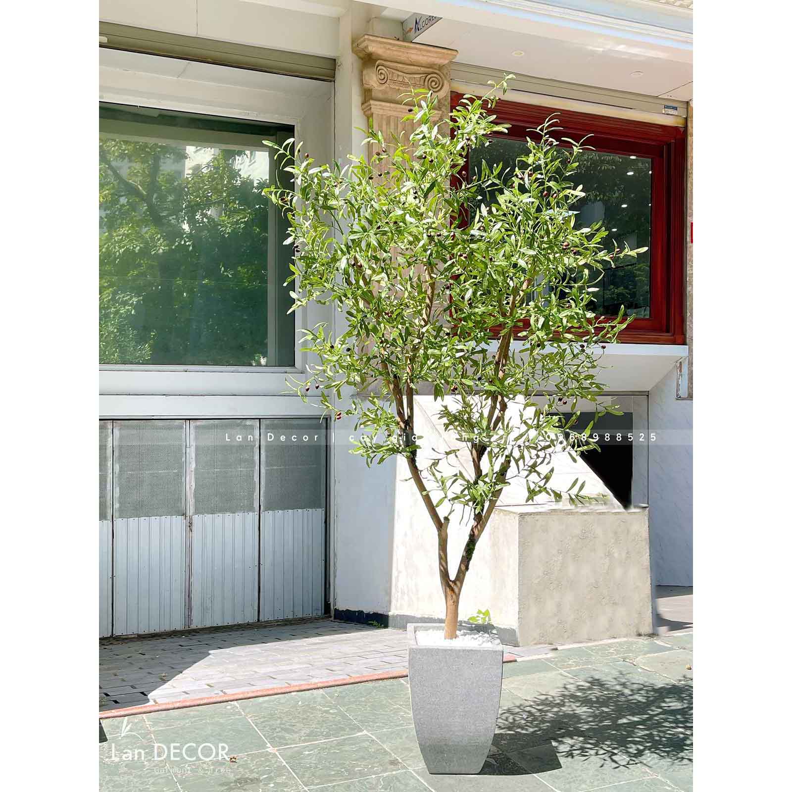 Cây Giả- Cây Oliu Trang Trí Cửa Hiệu (2m3)- CC961