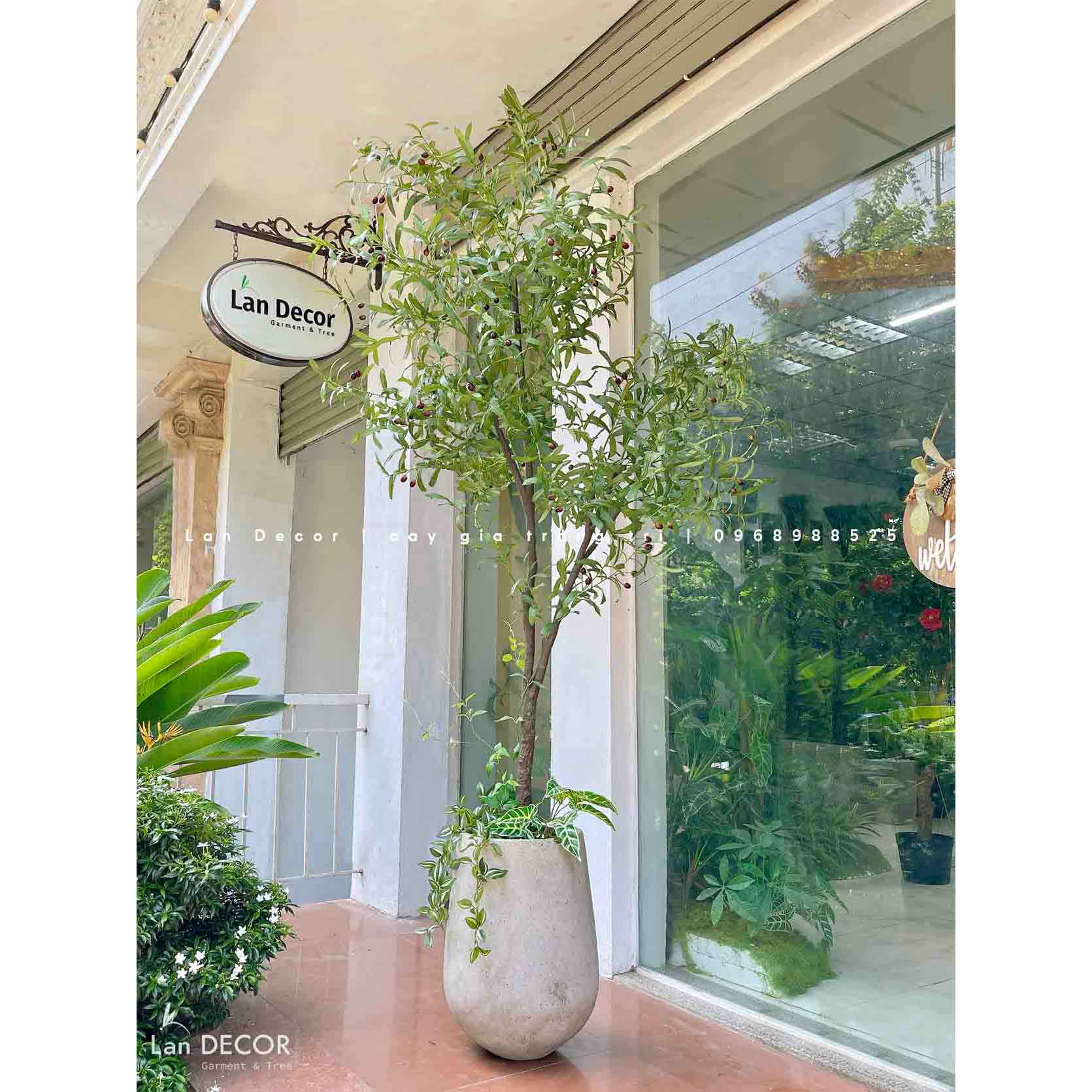 Cây Oliu Trang Trí Nội Thất Đẹp Tự Nhiên (220cm)- CC958