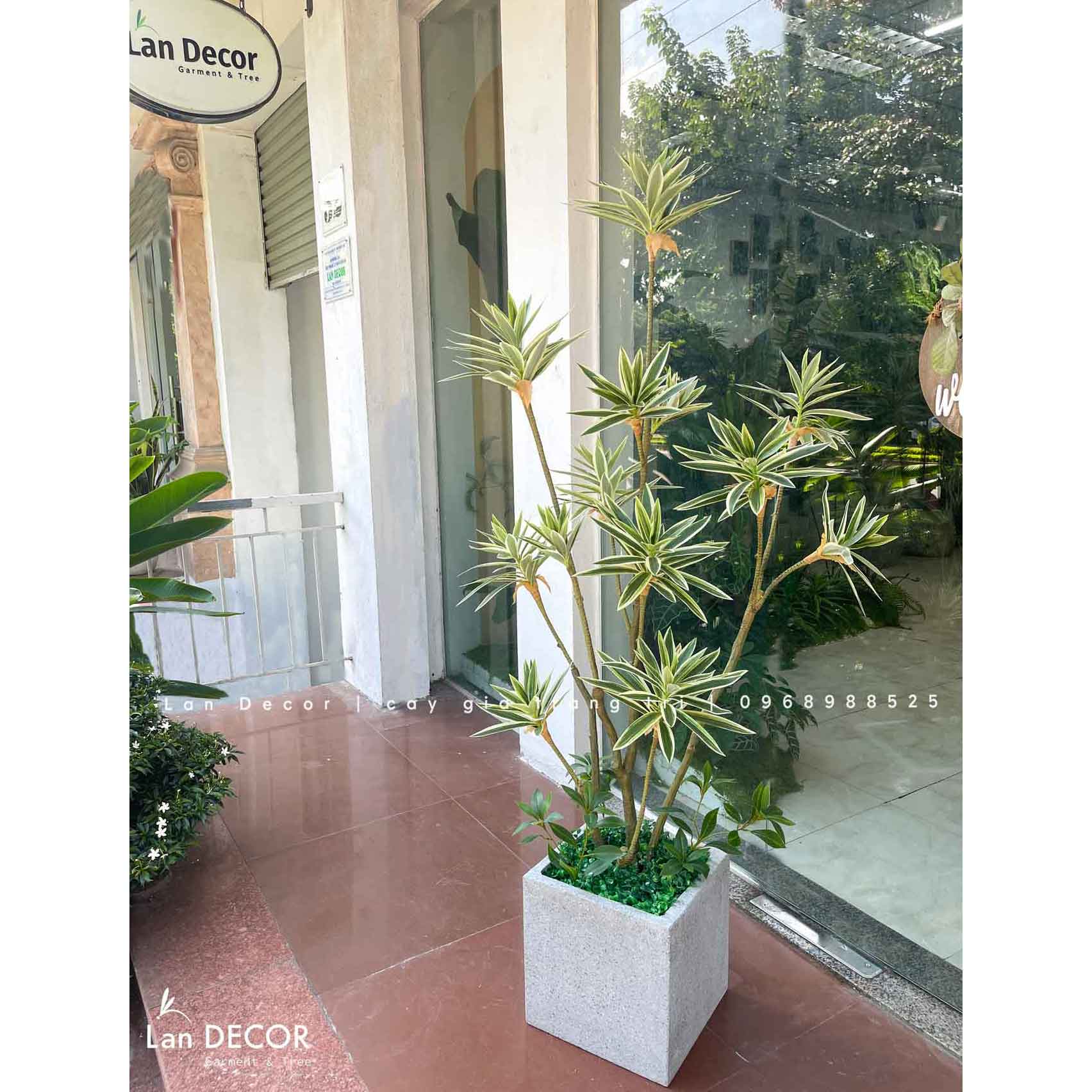 Cây Phát Tài Decor Nội Thất Độc Đáo (150cm)- CC957