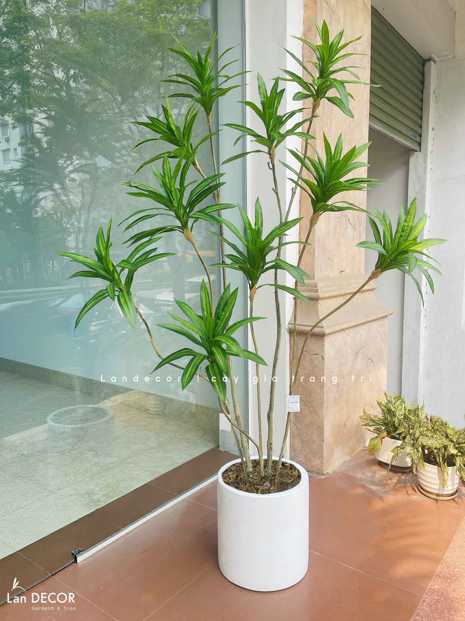 cay-thiet-moc-lan-gia