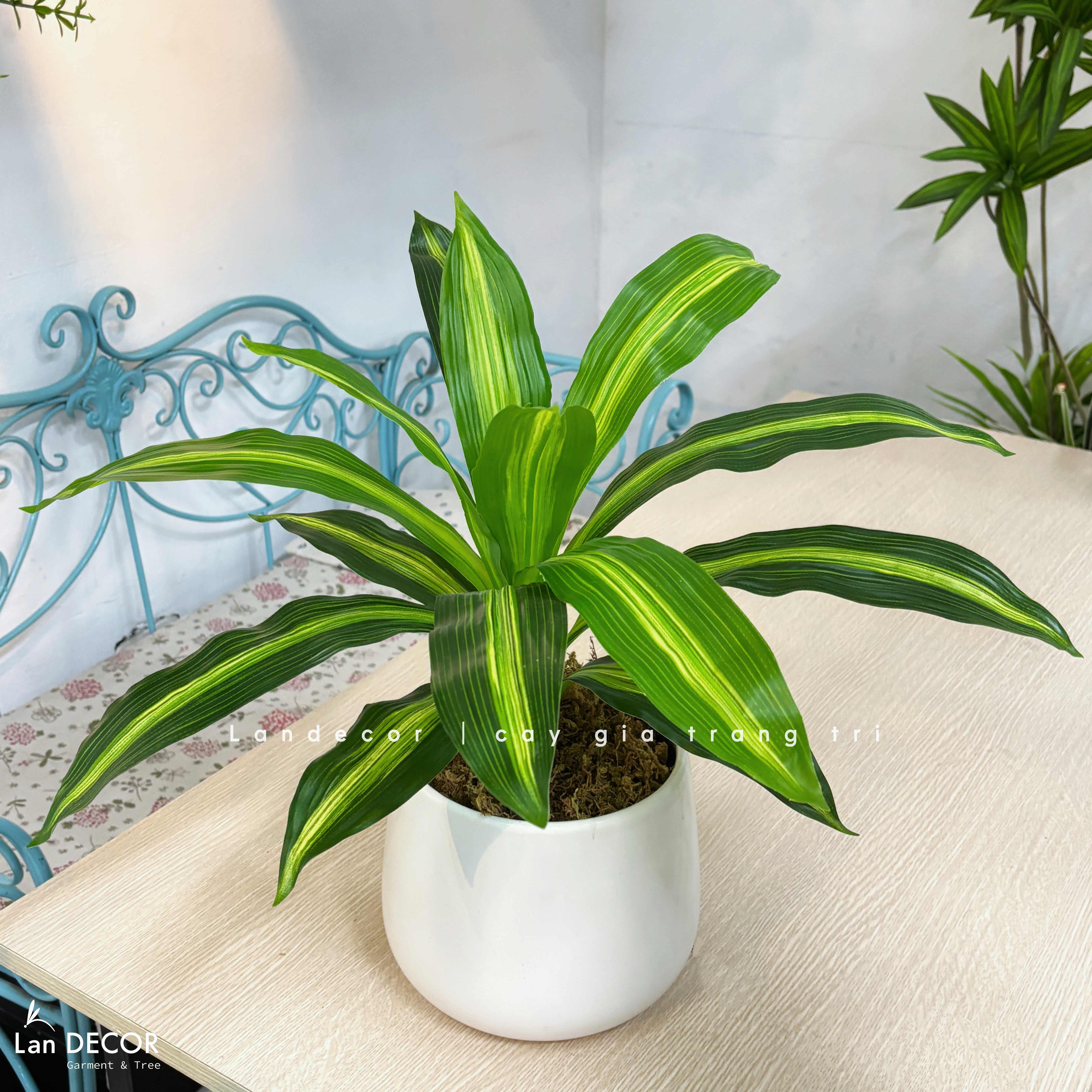 Cây Giả Trang Trí- Cây Thiết Mộc Lan Giả Decor Không Gian Sống Xanh (40cm)- LC2595-1