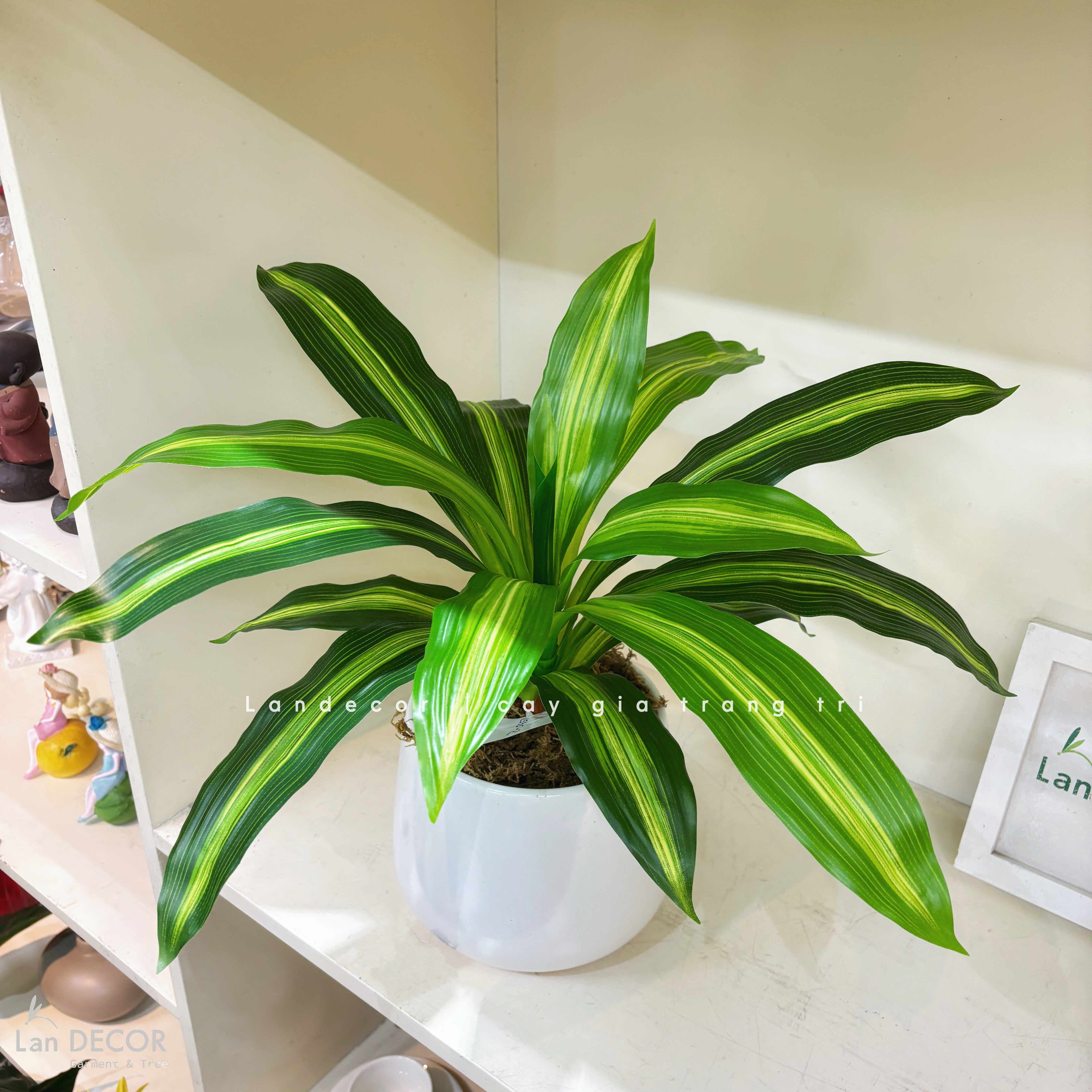 Cây Giả Trang Trí- Cây Thiết Mộc Lan Giả Decor Không Gian Sống Xanh (40cm)- LC2595-1