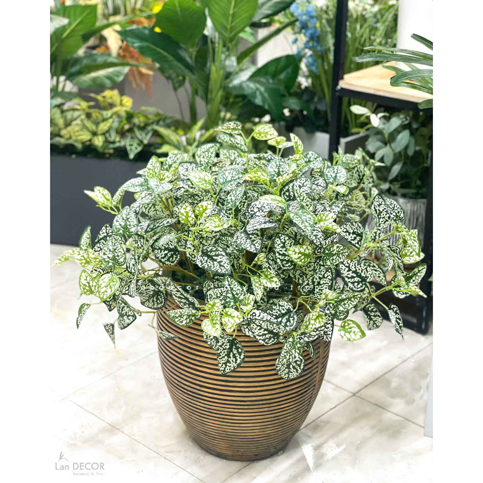 Cây Giả Decor- Chậu Cây Lá Đốm Trắng Trưng Bày Không Gian Độc Đáo (cao 77cm)- CC1146