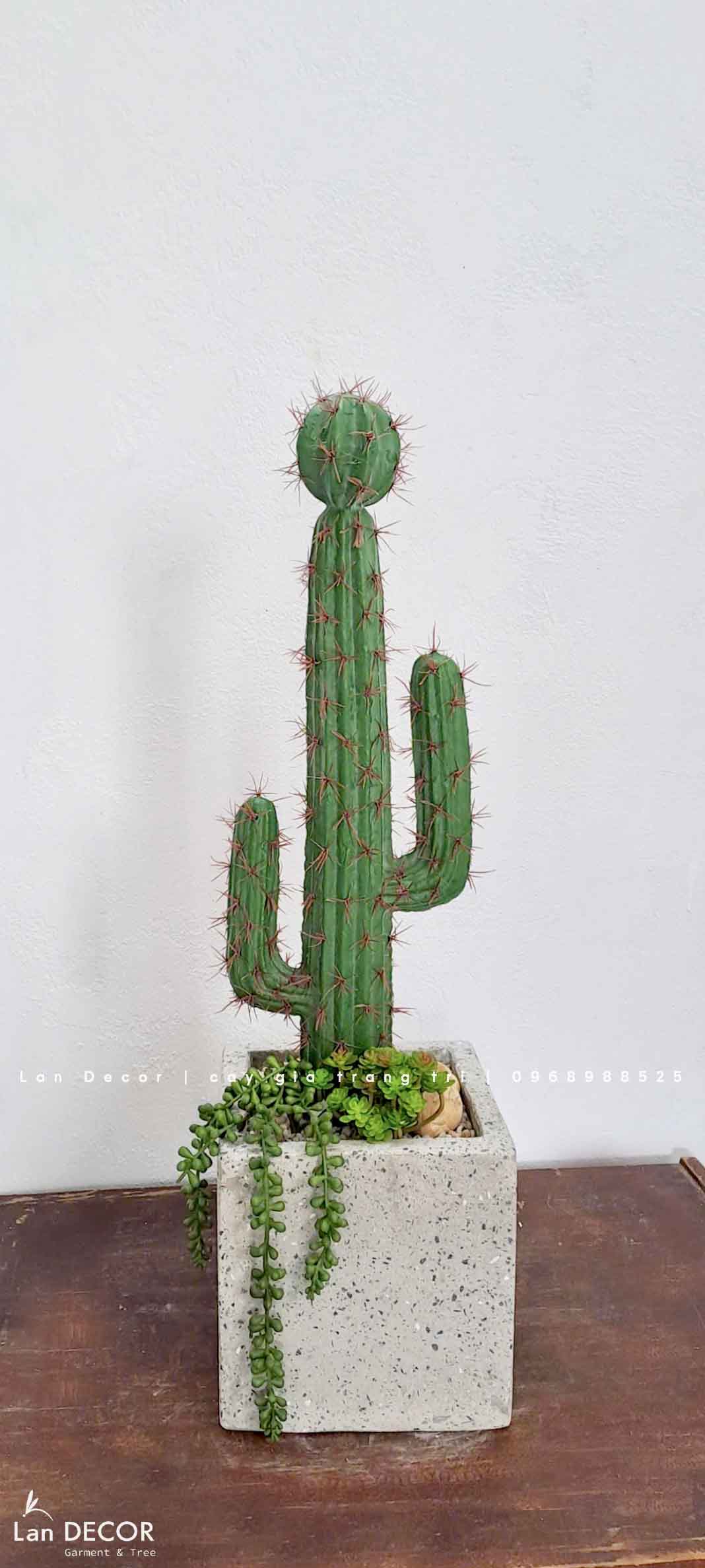 Decor Xương Rồng- Chậu Xương Rồng Trang Trí Phong Cách Sa Mạc (70cm)- CC956