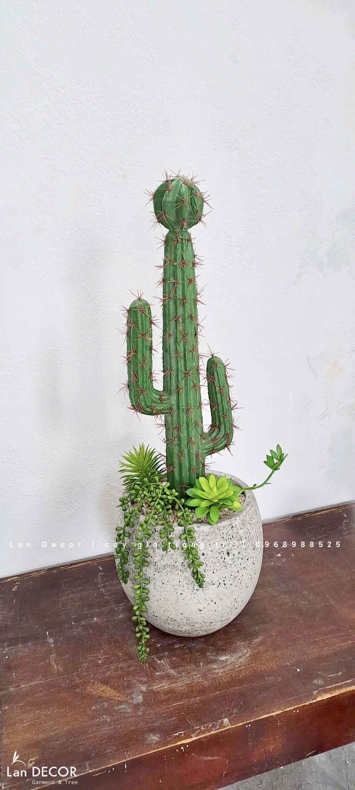 Decor Xương Rồng- Chậu Xương Rồng Trang Trí Phong Cách Sa Mạc (70cm)- CC956