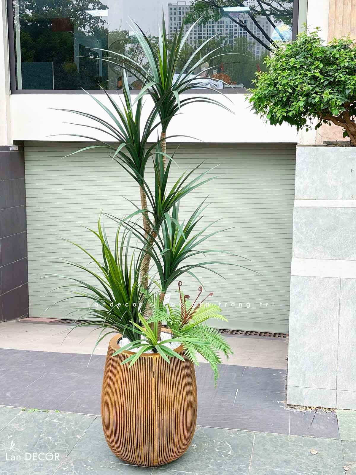 Cây Giả Decor- Cây Yucca Giả Decor Không Gian Phong Cách Sa Mạc Ấn Tượng (165cm)- LC3791