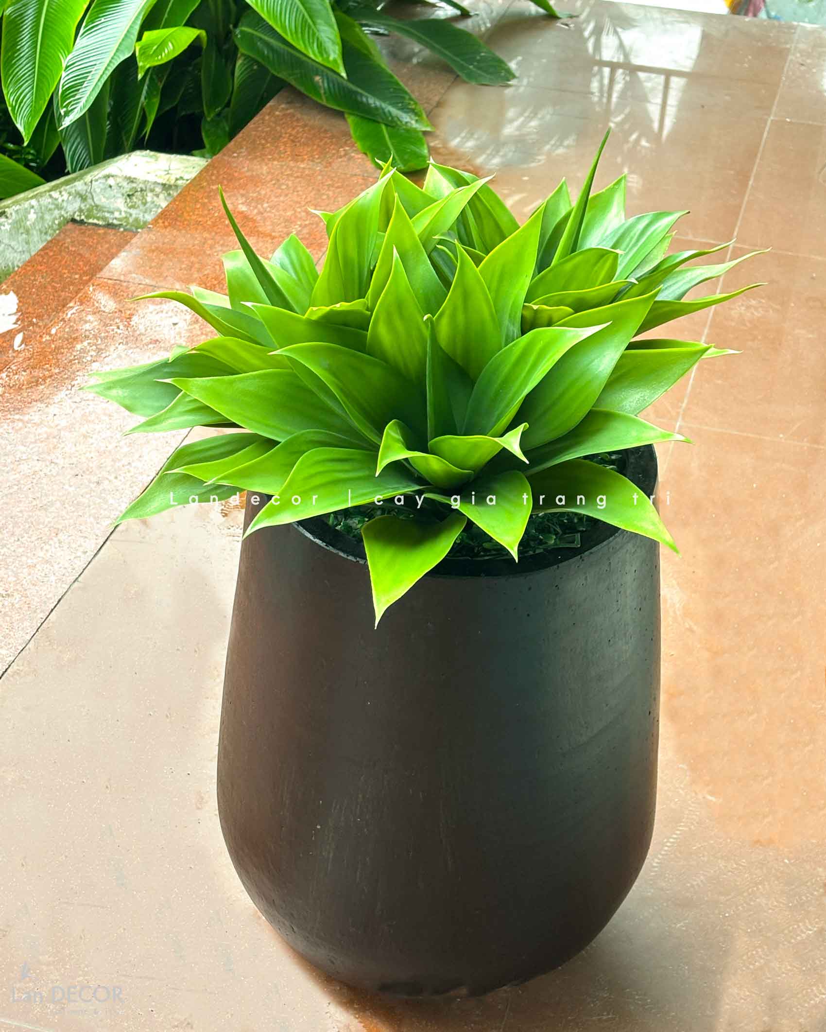 Tiểu Cảnh Cây Giả- Chậu Cây Lô Hội Giả Thiết Kế Cửa Hiệu (cao 70-105cm, tán 60cm)- CC1130