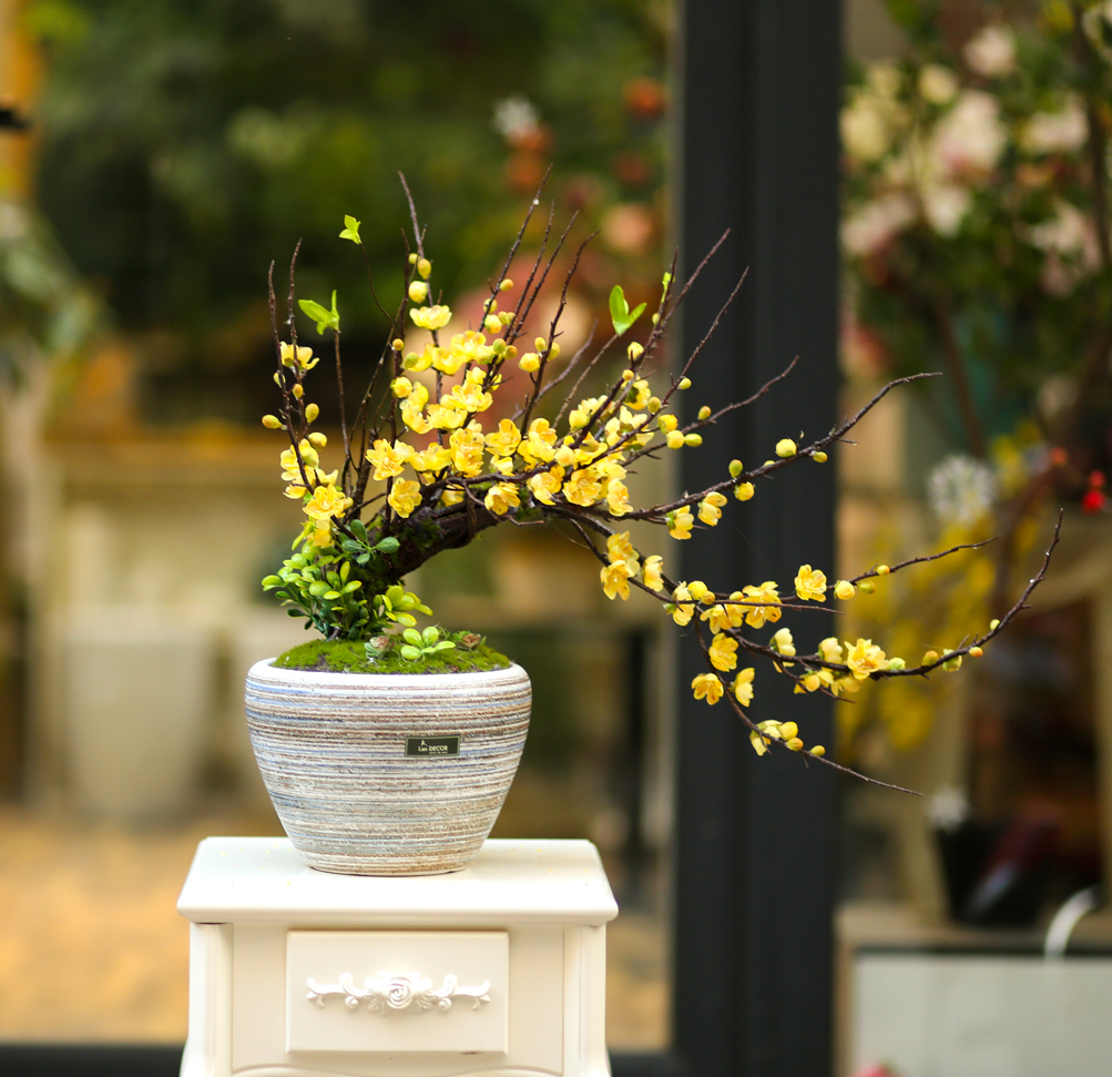 chậu mai vàng bonsai