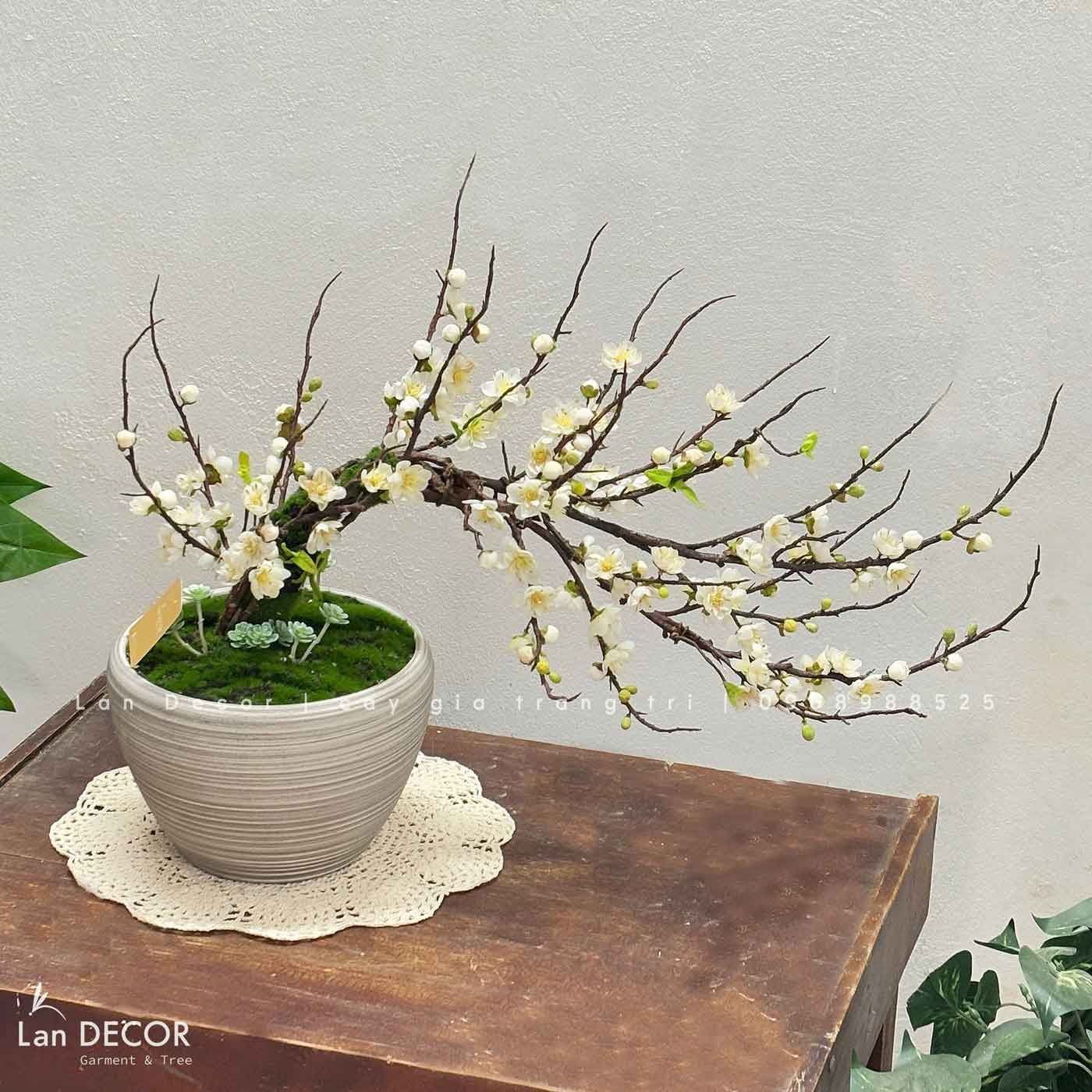 Chậu mai trang trí Tết - BH774-2