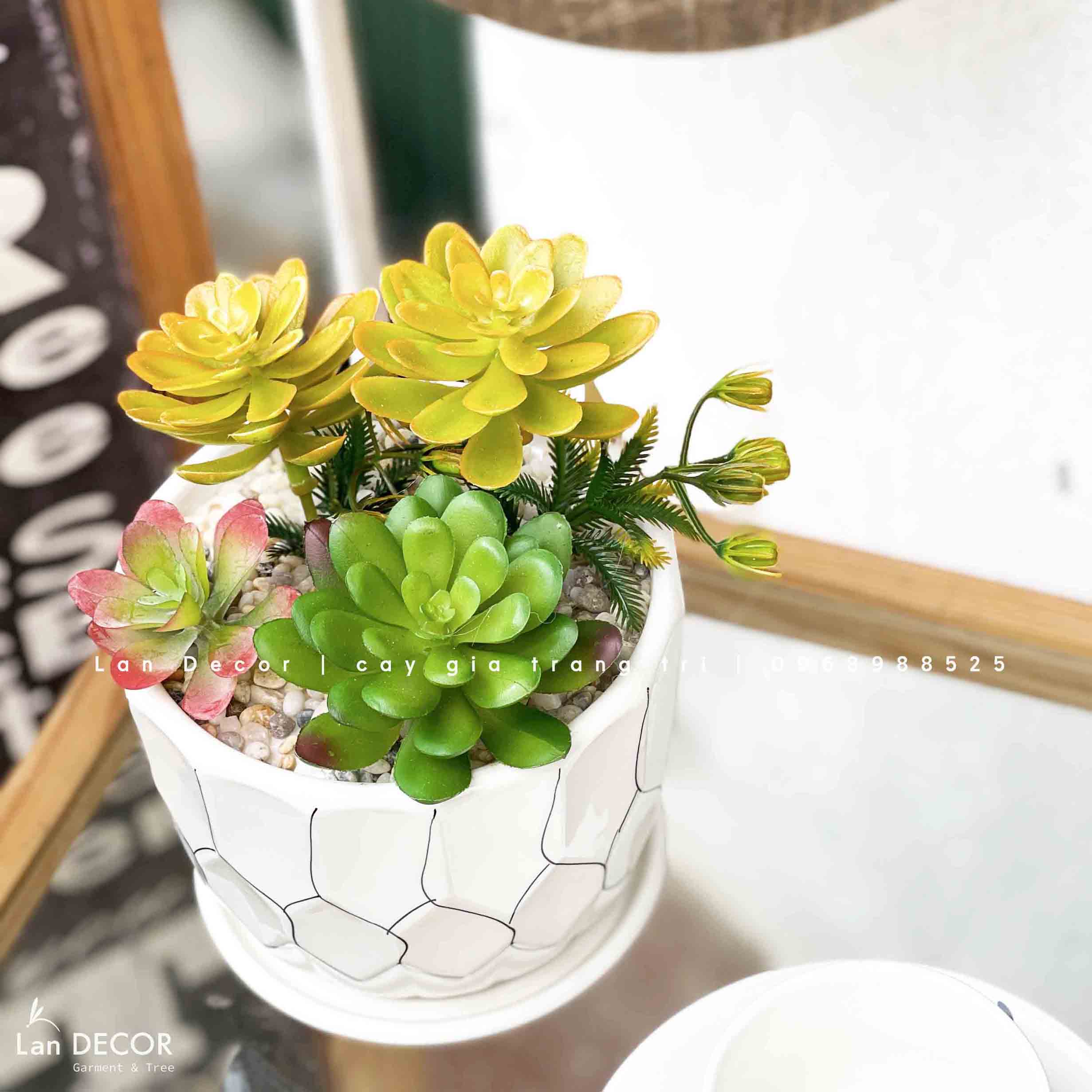 CHẬU SEN ĐÁ TRANG TRÍ KỆ TỦ XINH XẮN- CC853