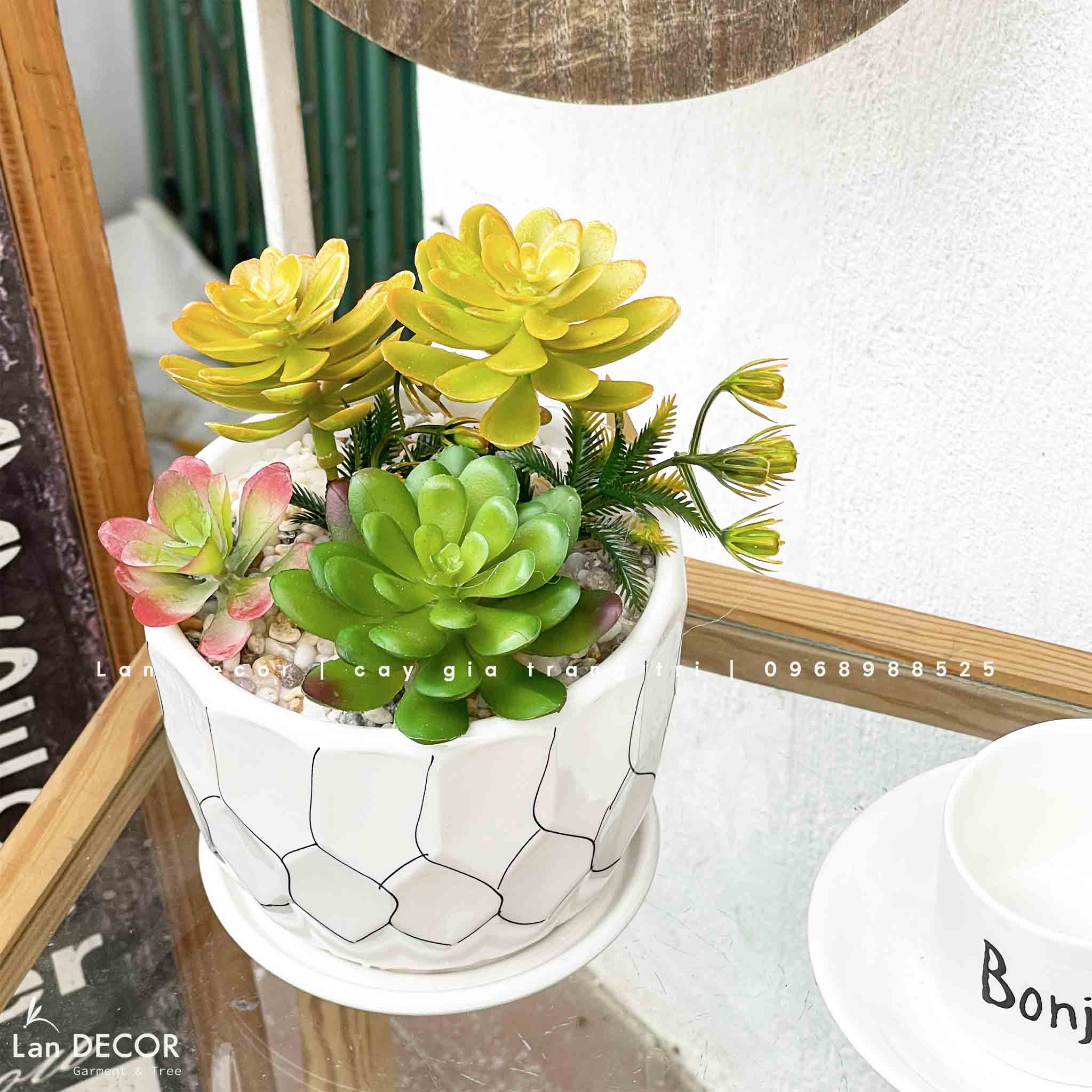 CHẬU SEN ĐÁ TRANG TRÍ KỆ TỦ XINH XẮN- CC853