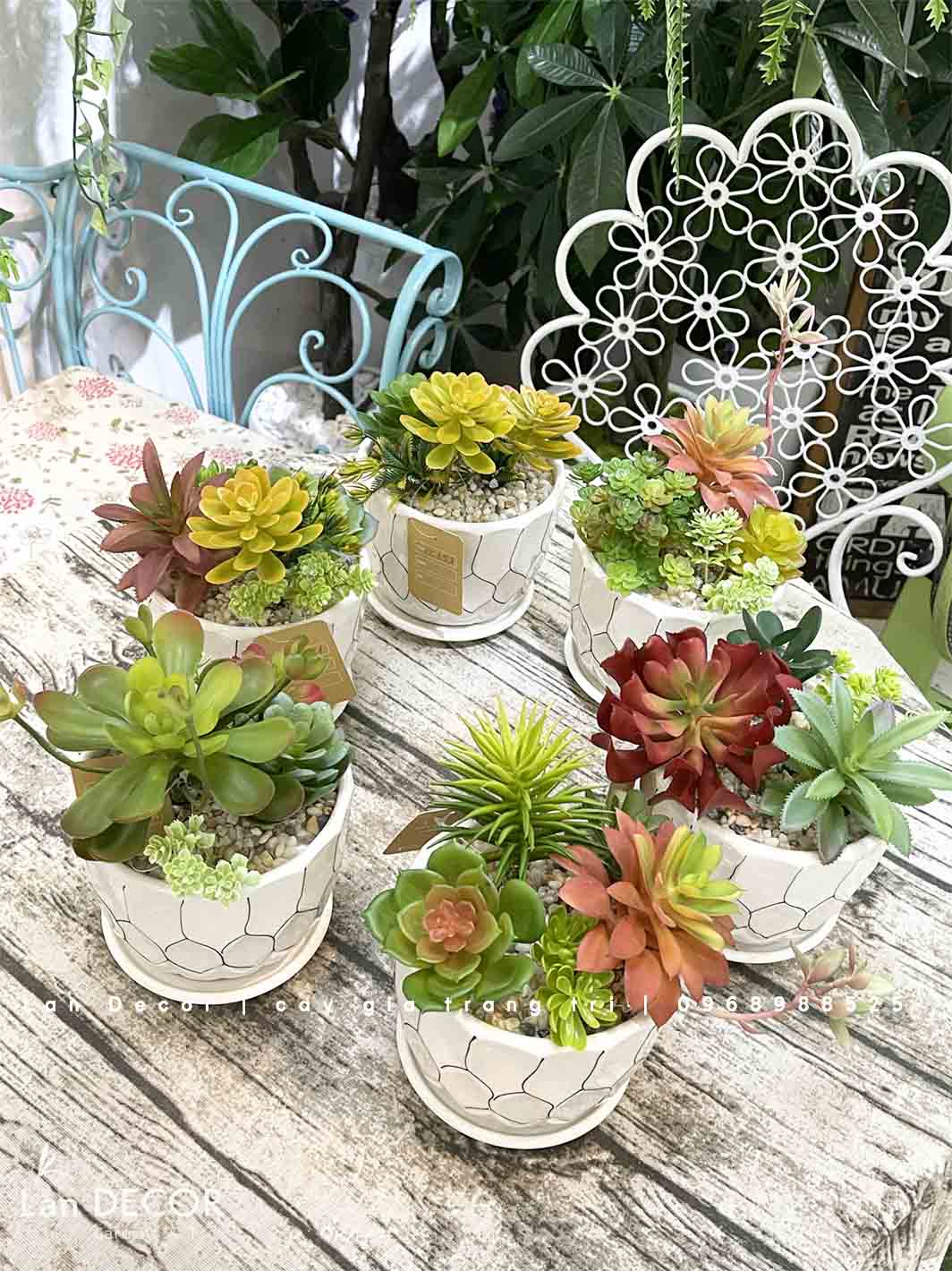 CHẬU SEN ĐÁ TRANG TRÍ KỆ TỦ XINH XẮN- CC853