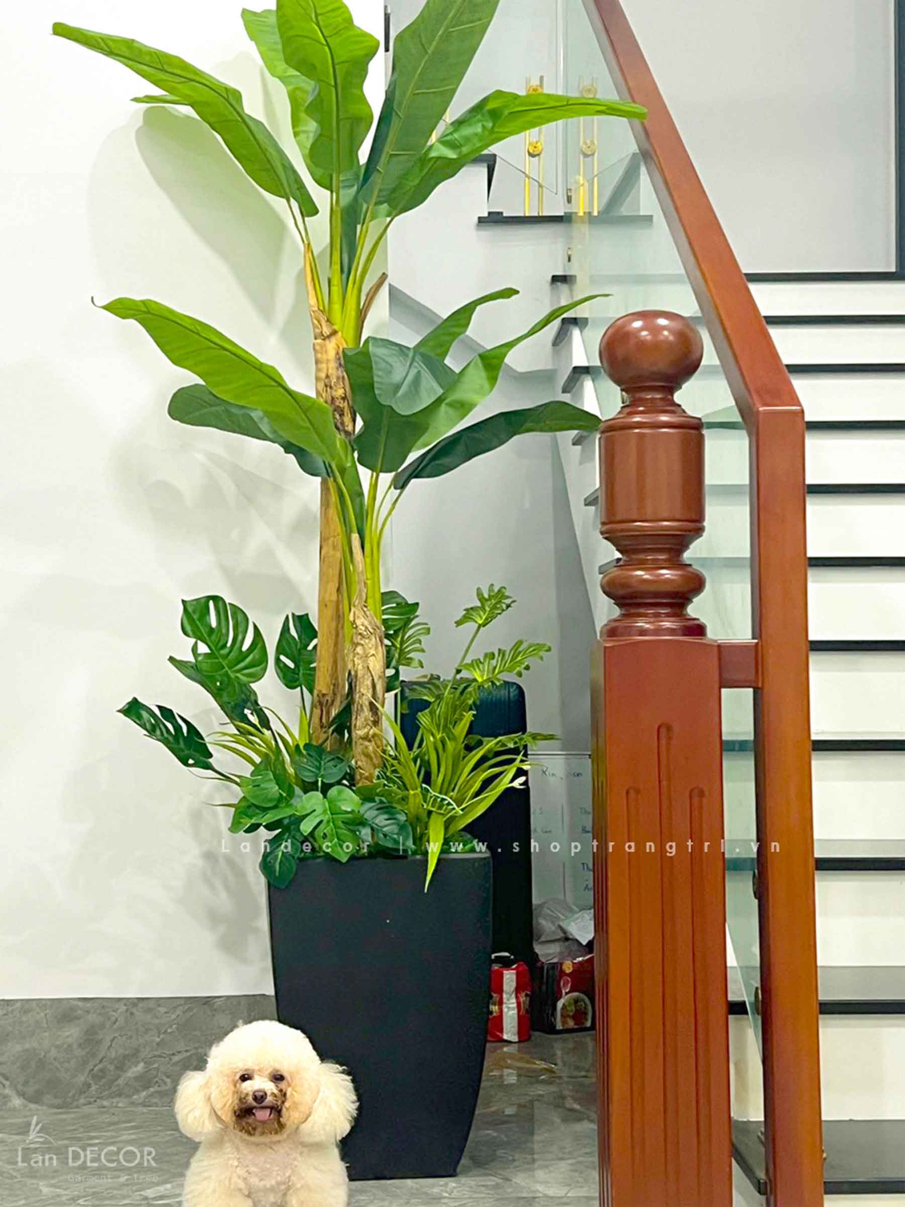 CÂY CHUỐI CẢNH (200cm) - LC2648-1