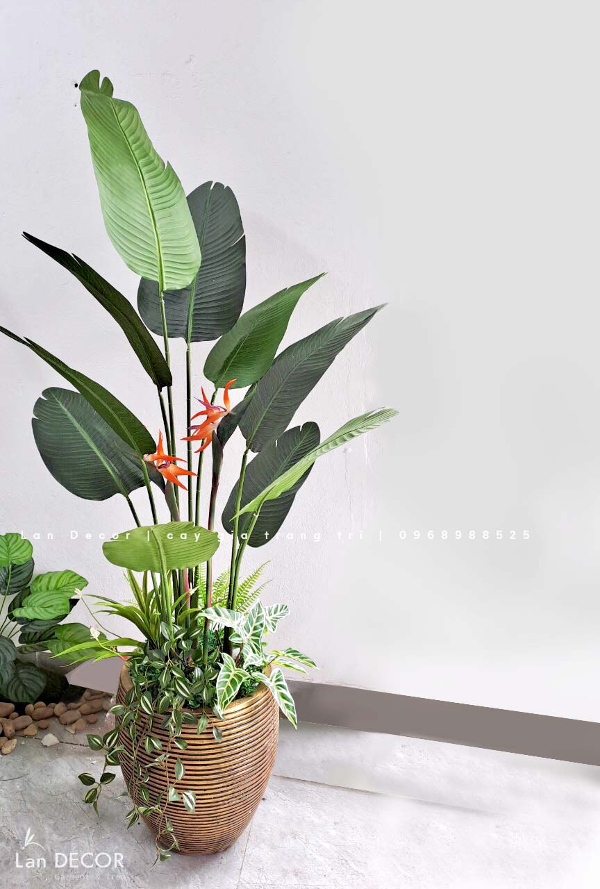 CÂY CHUỐI RẺ QUẠT THIẾT KẾ KHÔNG GIAN XANH (170cm)- CC868