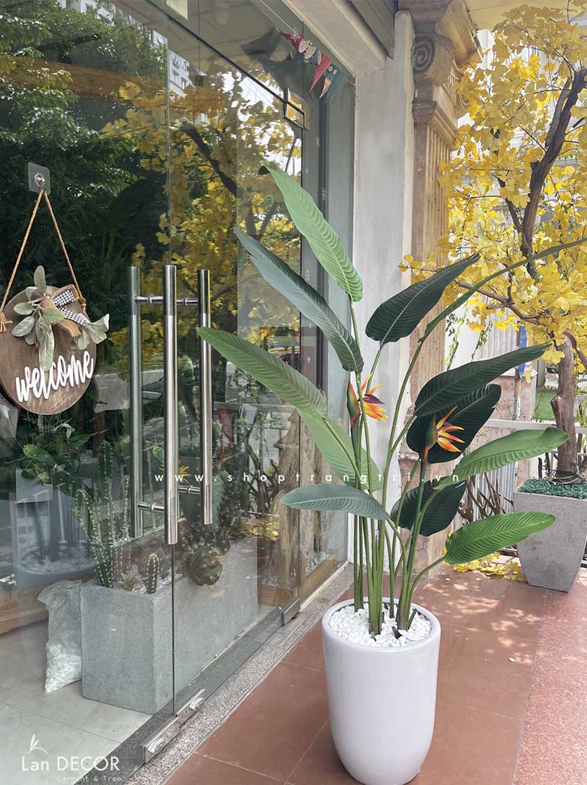 CHẬU CÂY CHUỐI RẺ QUẠT TRANG TRÍ NỘI THẤT - LC3019 mix