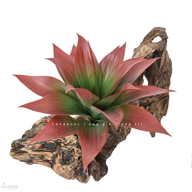 Cụm Lô Hội Trang Trí Cảnh Quan Hút Mắt (35cm)- HC1217