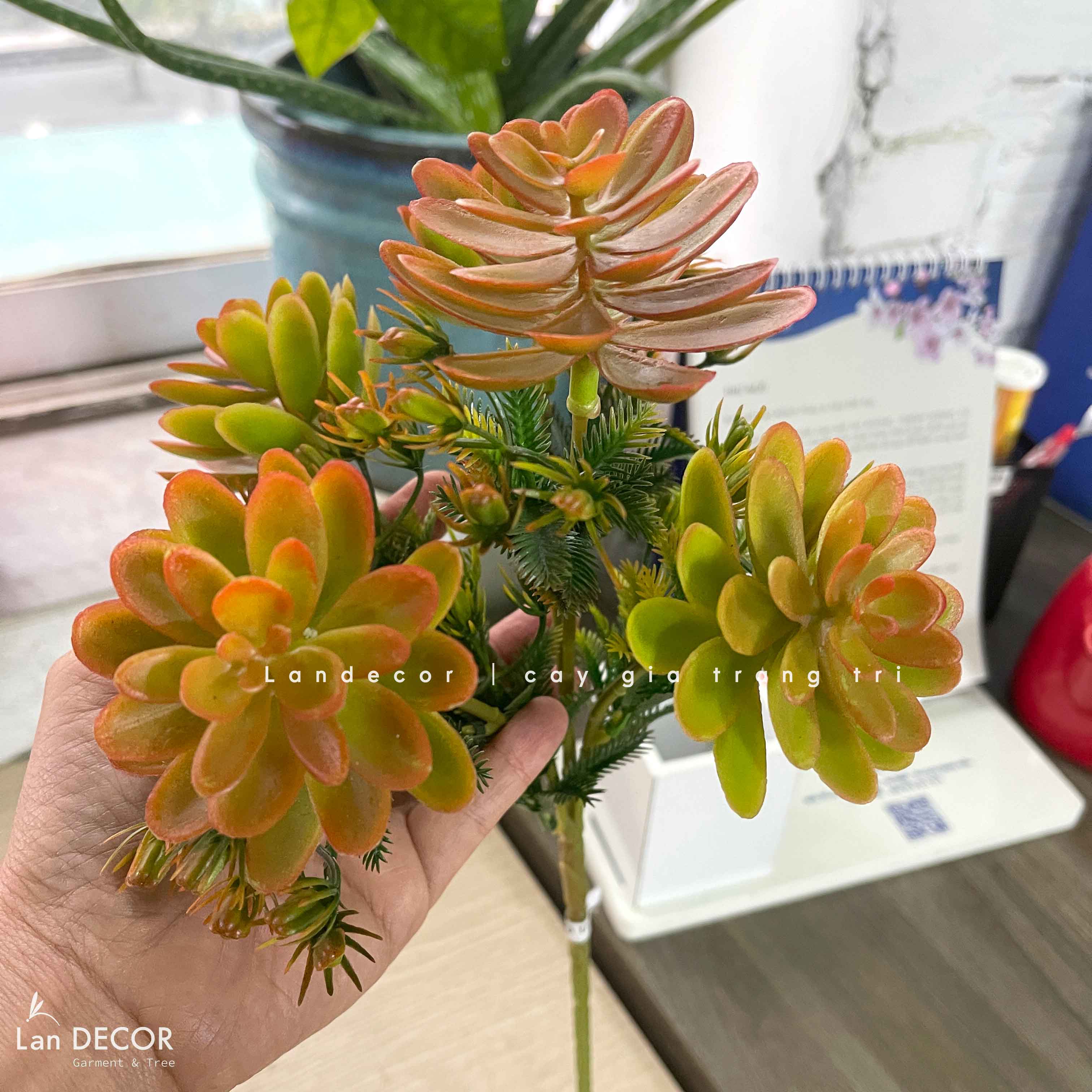 Sen đá  decor trang trí nhà cửa , chậu cây  -   Sen đá 45