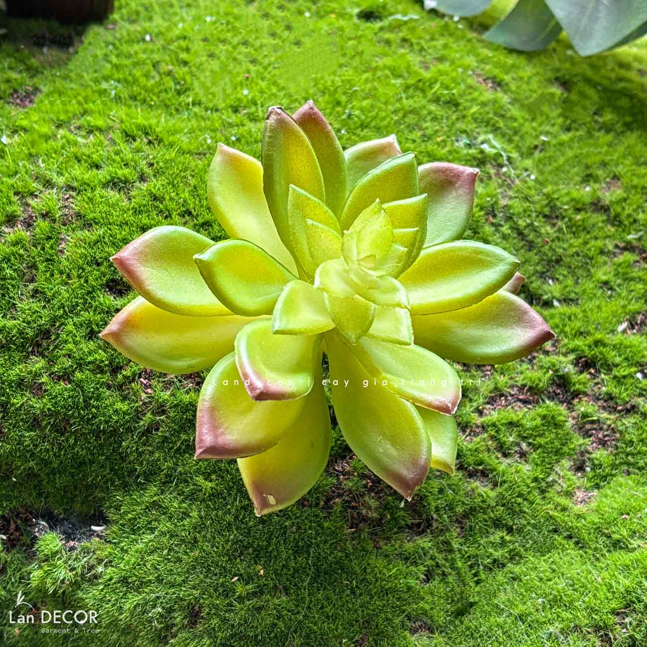 Sen đá  decor trang trí nhà cửa , chậu cây  -   Sen đá 29