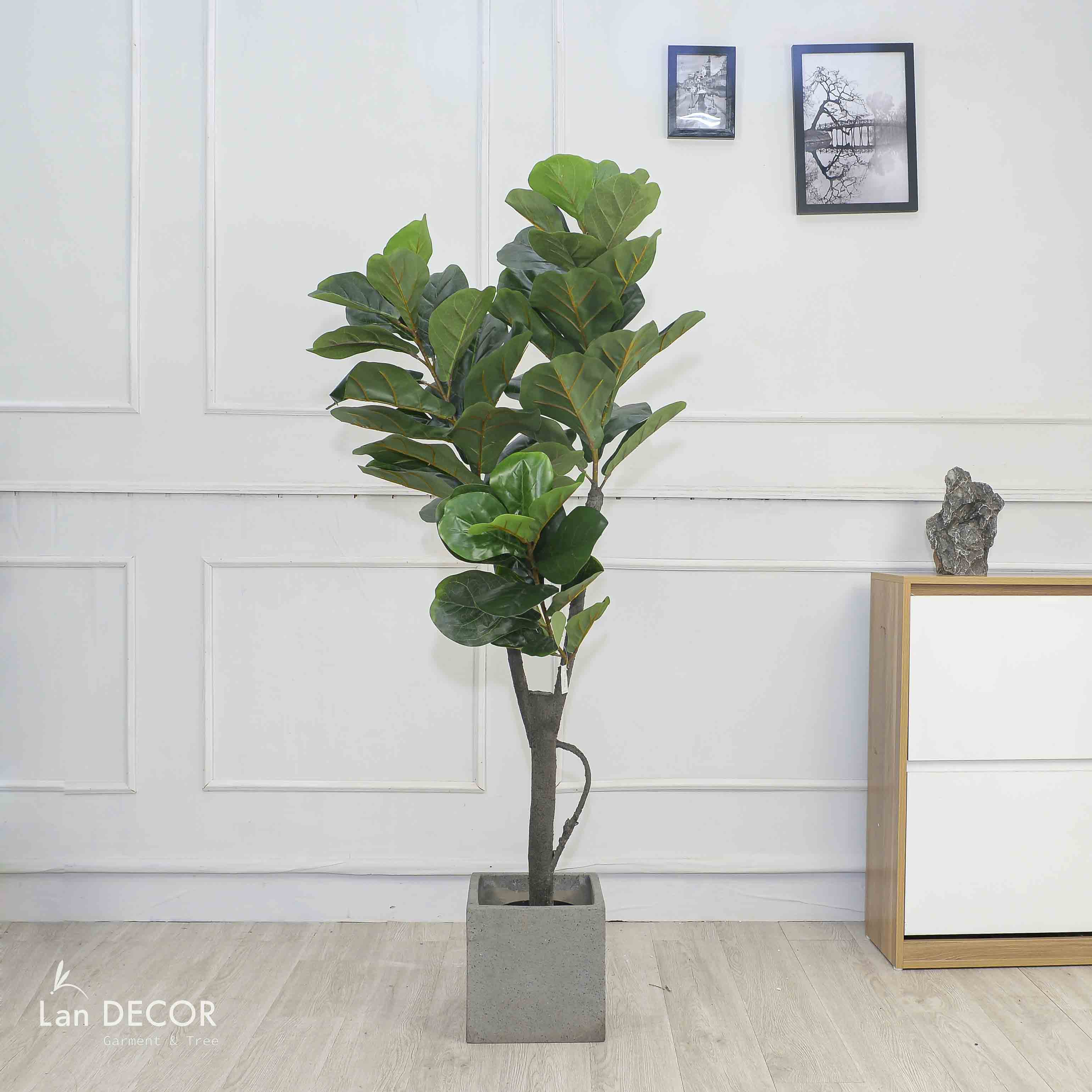 Cây Bàng Singapore cây trang trí Lan Decor (180cm) LC2901
