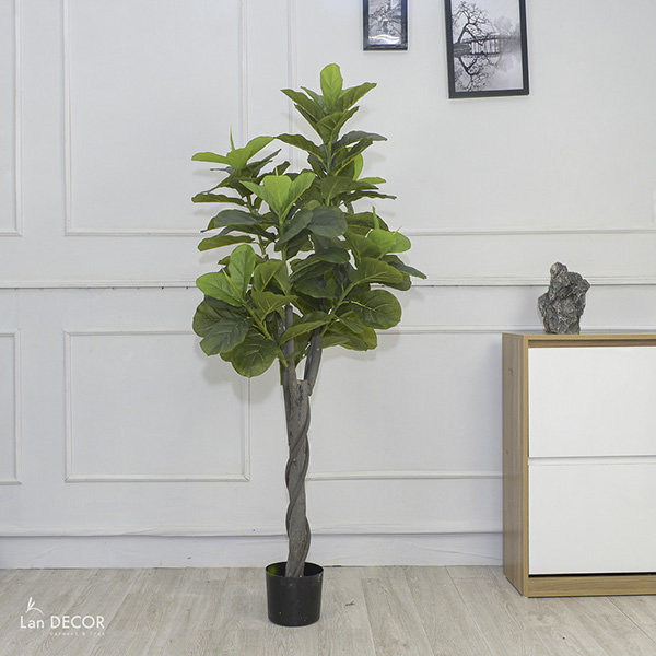 CÂY BÀNG SINGAPORE TRANG TRÍ NỘI THẤT LAN DECOR 165CM -  LC3037