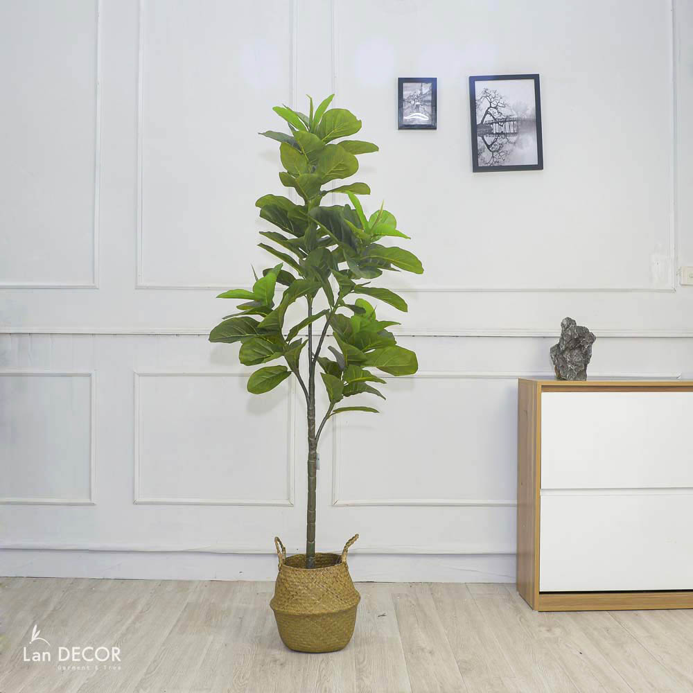 Cây Bàng Singapore trang trí không gian hiện đại Lan Decor (180cm) - LC5571