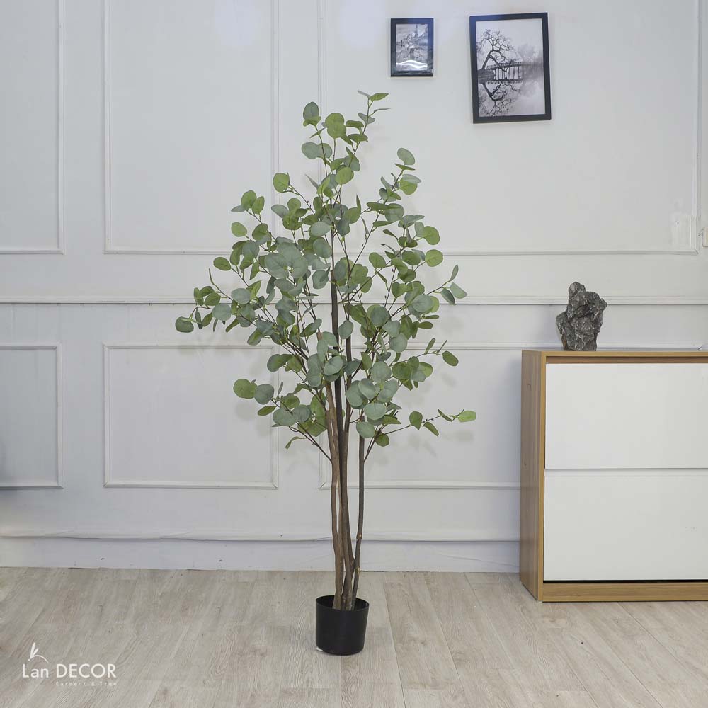 Cây kim tiền lá tròn cây cảnh trang trí cao 150cm - LC3001