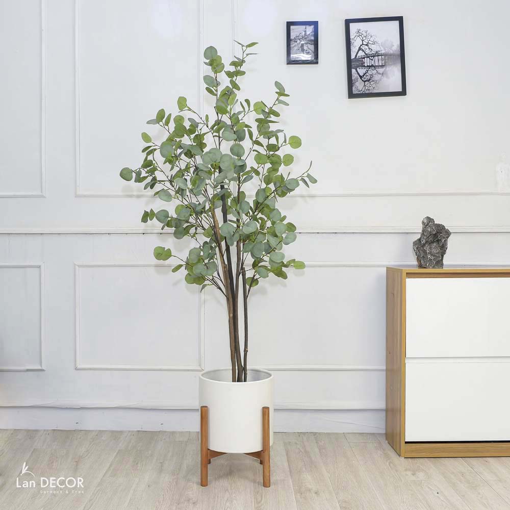 Cây kim tiền lá tròn cây cảnh trang trí cao 150cm - LC3001