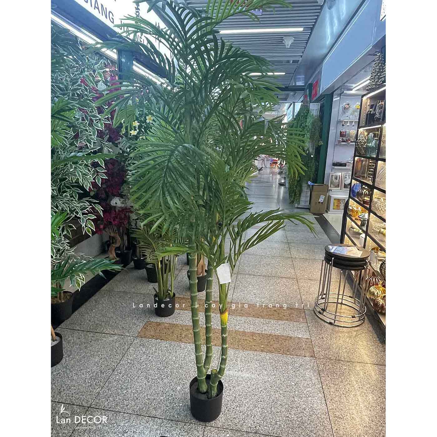 Cây Giả Trang Trí- Cây Dừa Giả 3 Thân Thiết Kế Tiểu Cảnh Xanh Độc Đáo (180cm)- LC3707