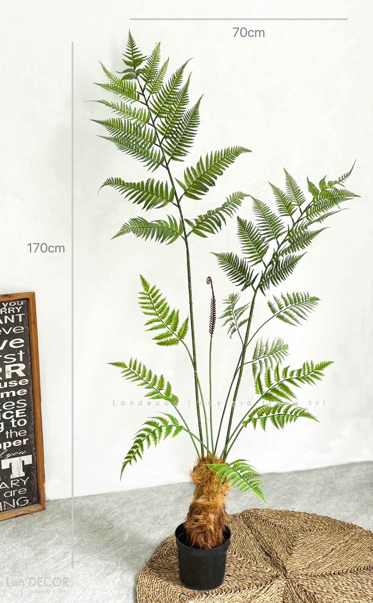 Dương Xỉ Tiểu Cảnh- Dương Xỉ Culi Thiết Kế Tiểu Cảnh Độc Đáo (170cm)- CC1060