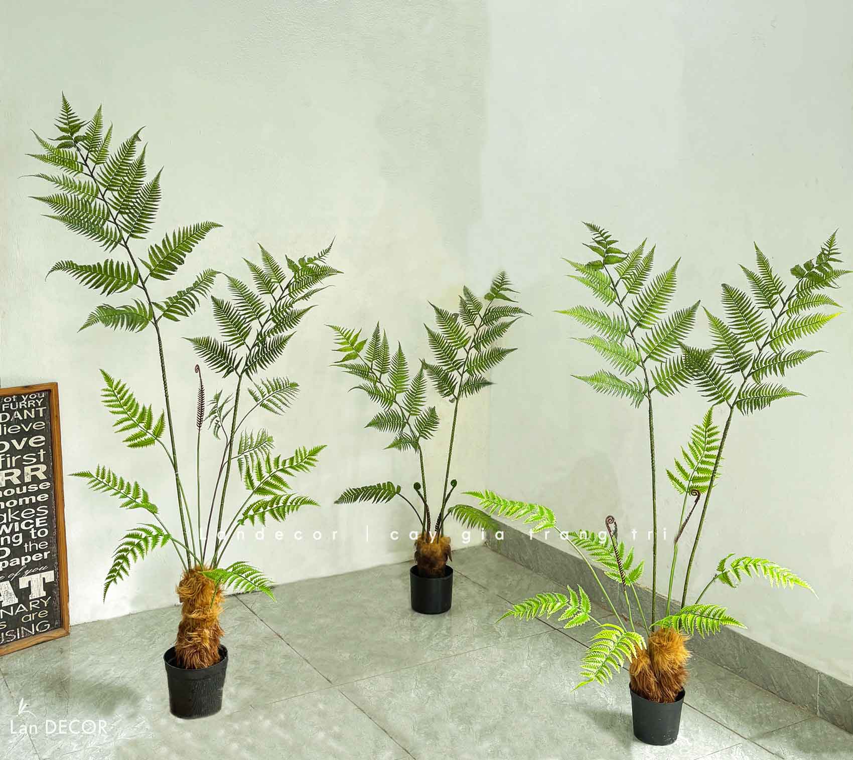 Dương Xỉ Giả- Dương Xỉ Culi Trang Trí Bồn Tiểu Cảnh Xanh Tự Nhiên (170cm)- CC1062