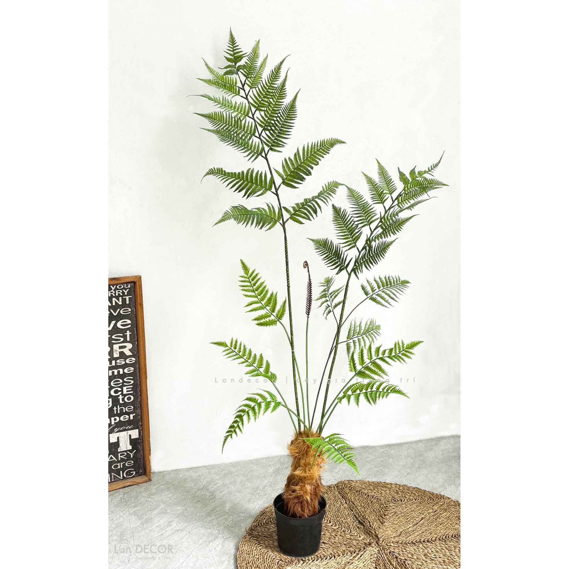 Dương Xỉ Tiểu Cảnh- Dương Xỉ Culi Thiết Kế Tiểu Cảnh Độc Đáo (170cm)- CC1060