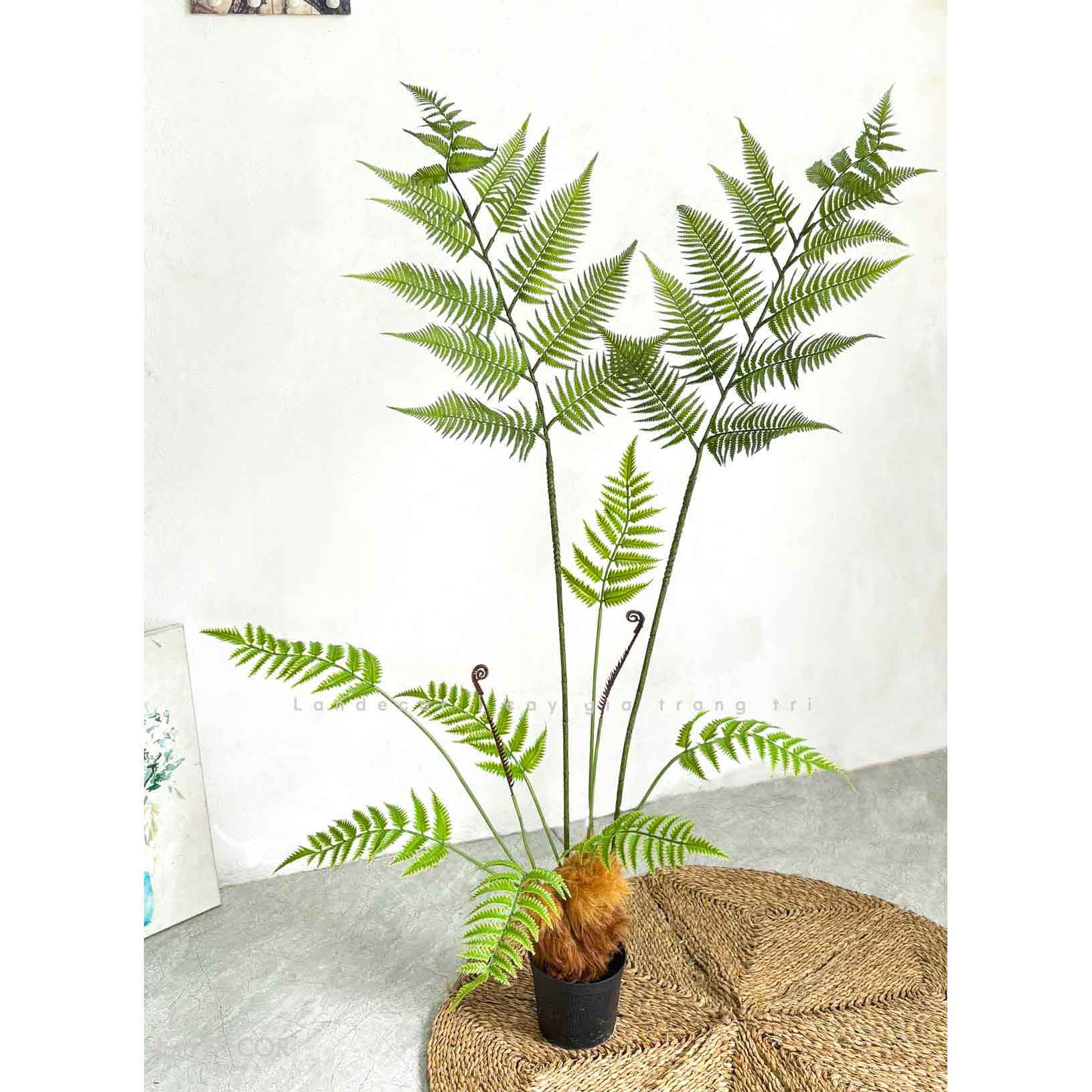 Dương Xỉ Decor- Dương Xỉ Culi Decor Không Gian Ấn Tượng (130cm)- CC1061