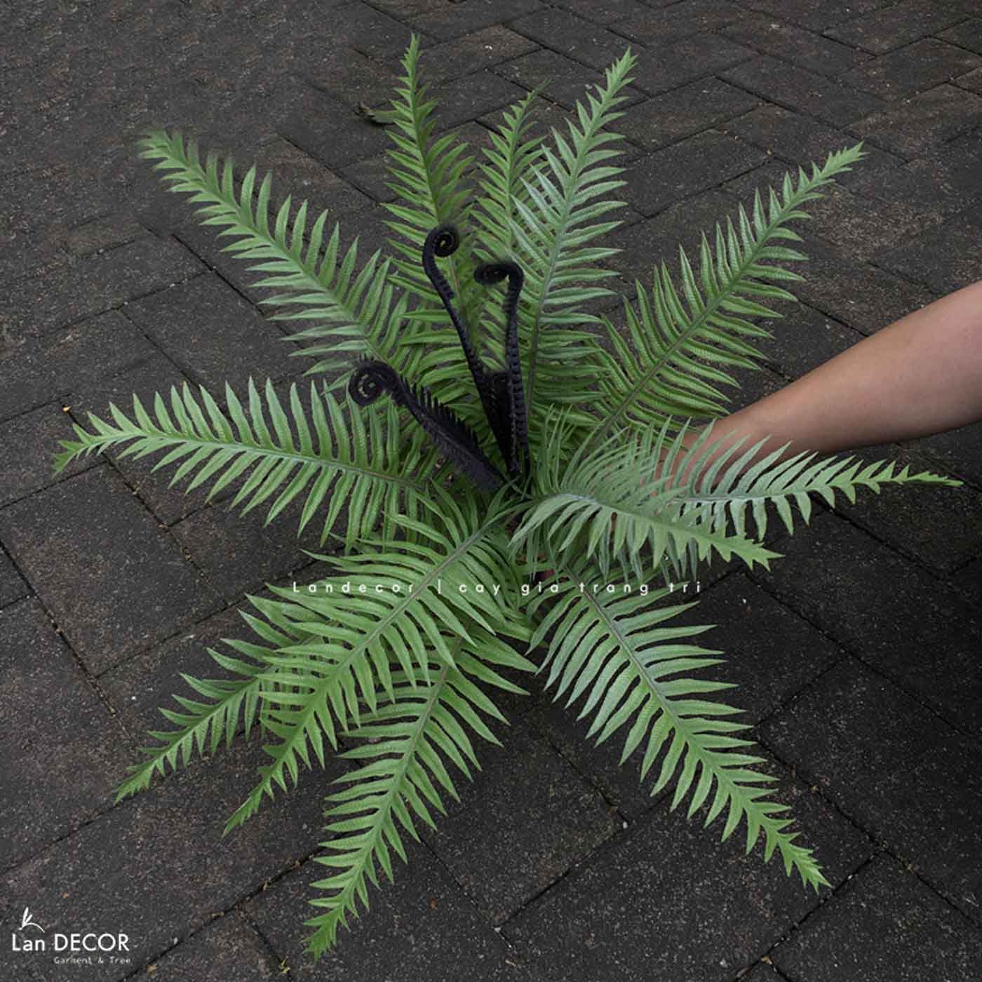 Cành dương xỉ vạn tuế trang trí LanDecor (50cm) - HC1096