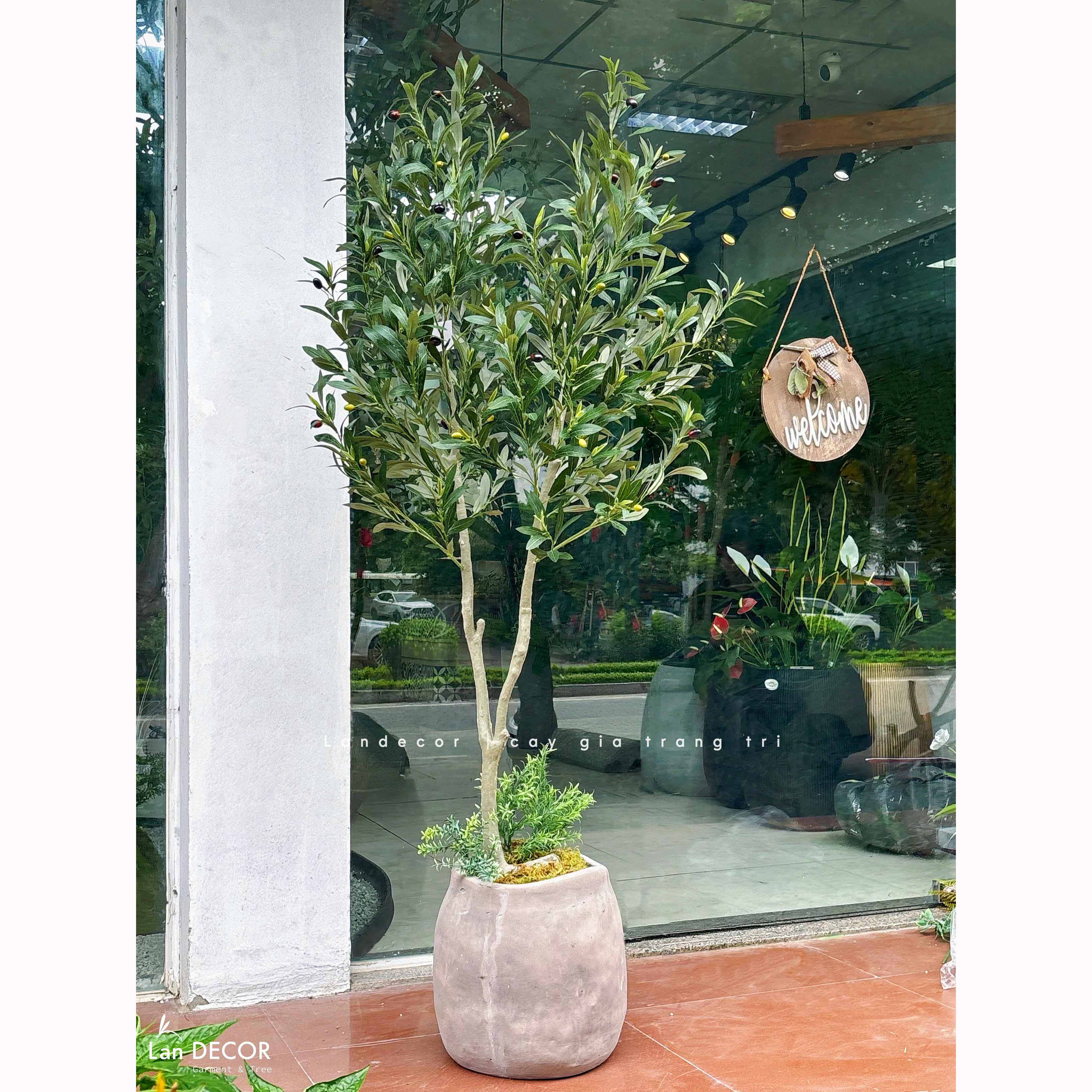 Cây Olive Giả- Cây Oliu Giả Decor Cửa Hiệu Đẹp Tự Nhiên (150cm)- CC1367