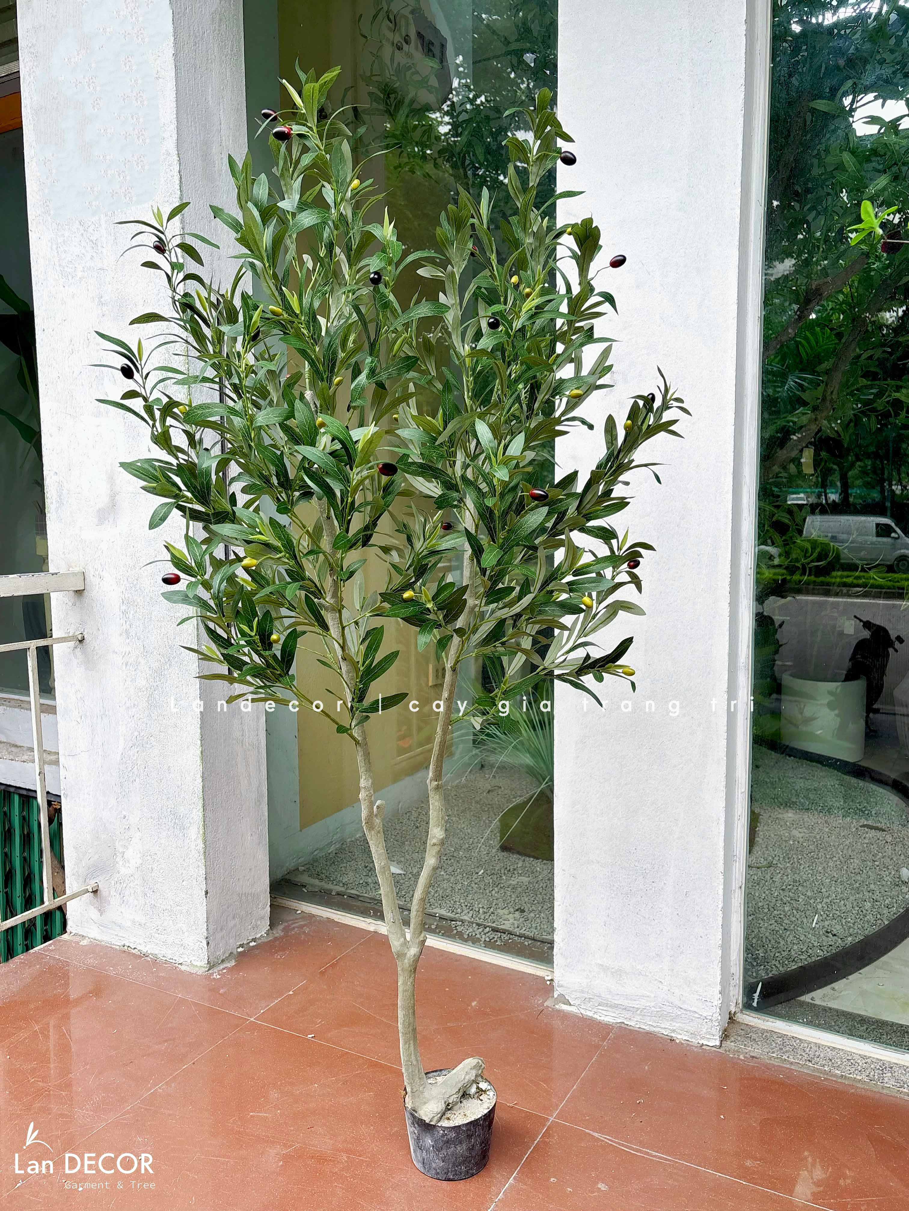 Cây Olive Giả- Cây Oliu Giả Decor Cửa Hiệu Đẹp Tự Nhiên (150cm)- CC1367