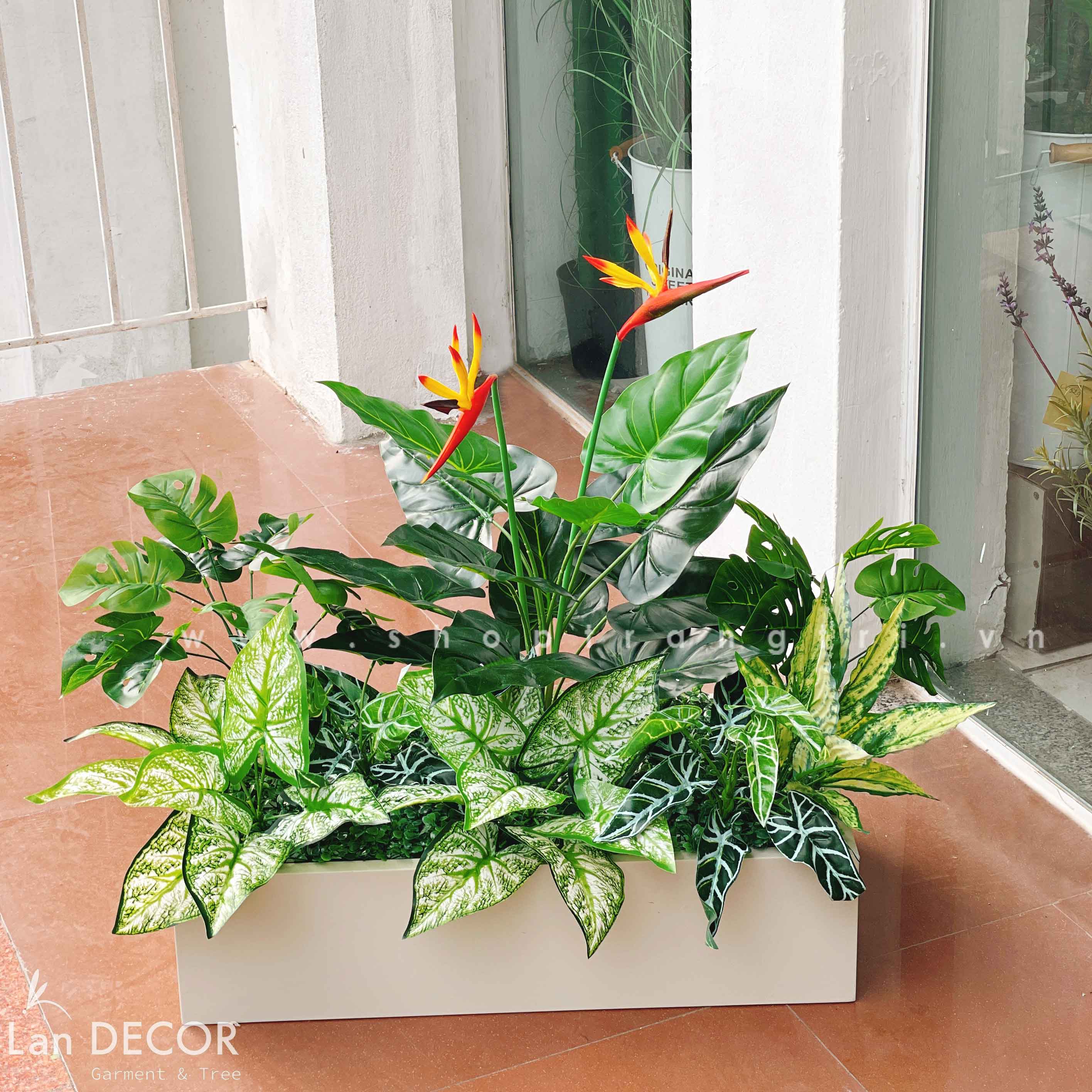 Bồn cây thiên điểu mix  trang trí không gian xanh Lan Decor - BC104