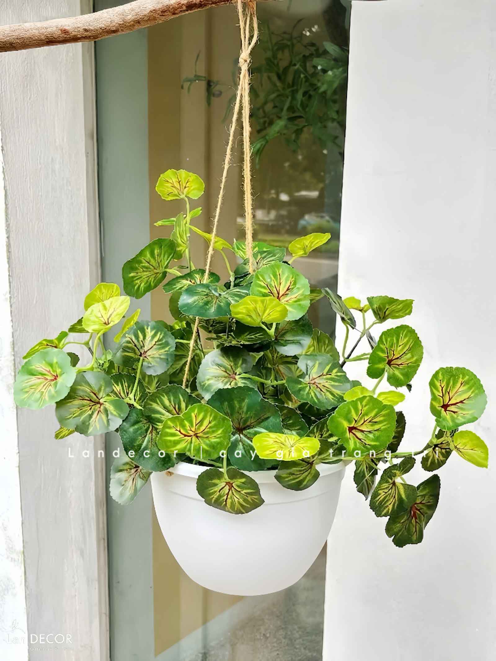 Giỏ Cây Treo Tường - Giỏ Cây Sen Cạn Trang Trí Không Gian Xanh Tươi Mới (40cm)- CC1320