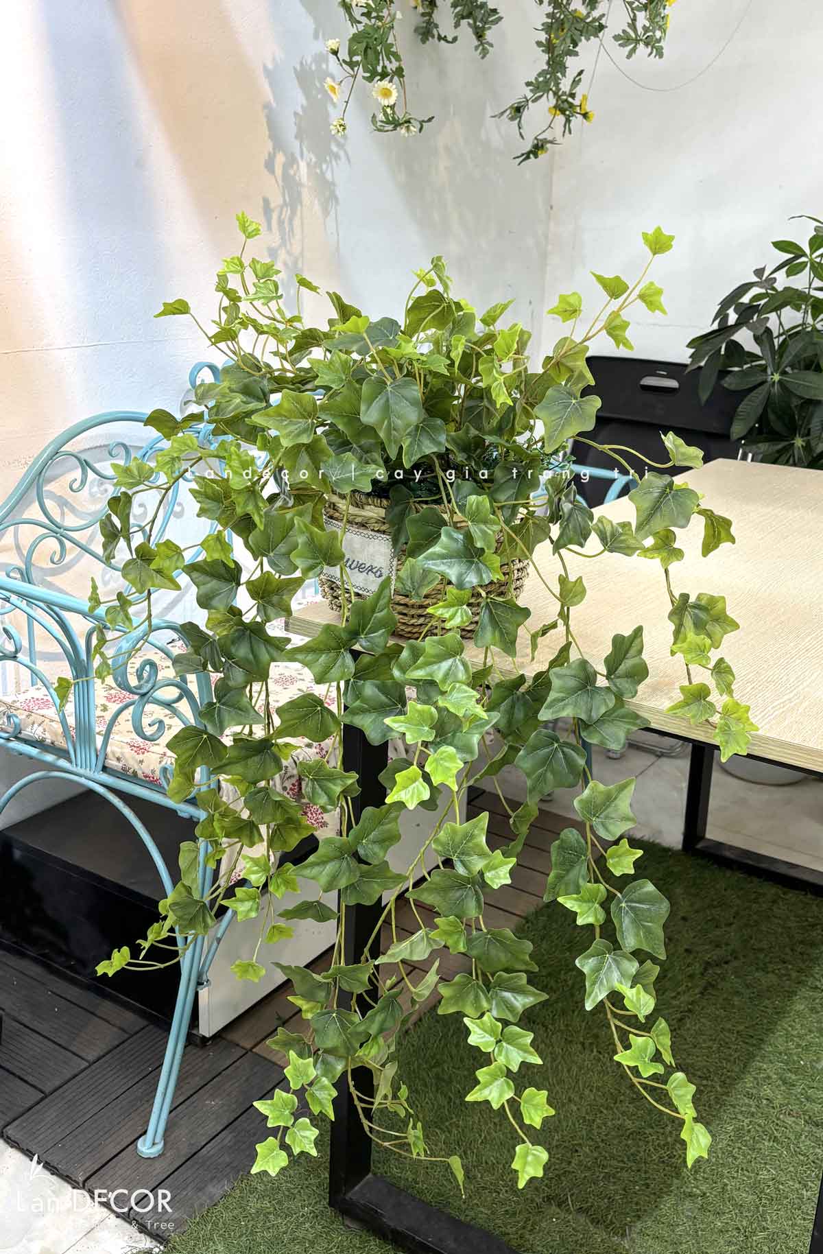 Giỏ Cây Decor- Giỏ Thường Xuân Để Bàn Tự Nhiên- CC1068