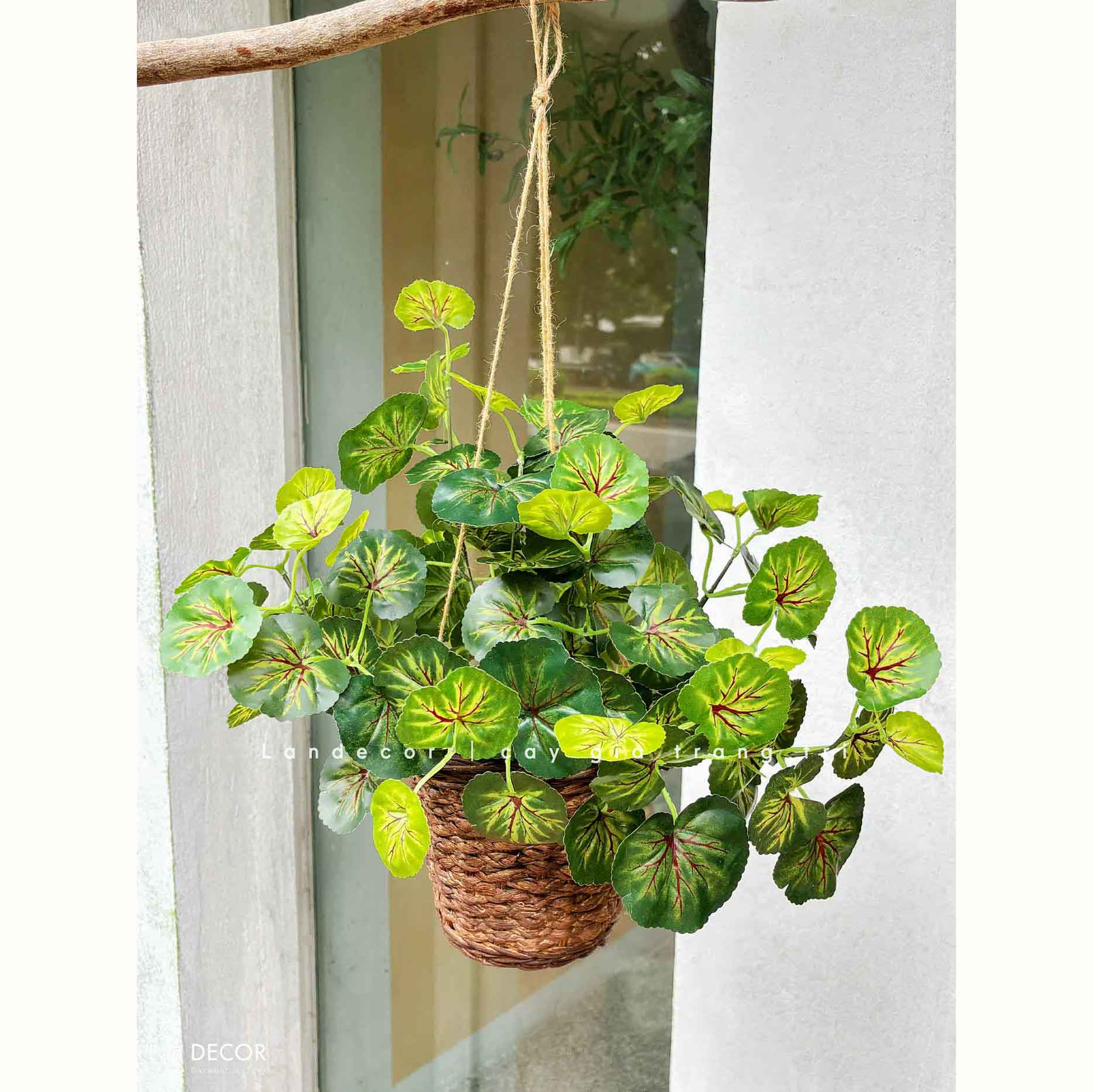 Giỏ Cây Treo Tường - Giỏ Cây Sen Cạn Trang Trí Không Gian Xanh Tươi Mới (40cm)- CC1320