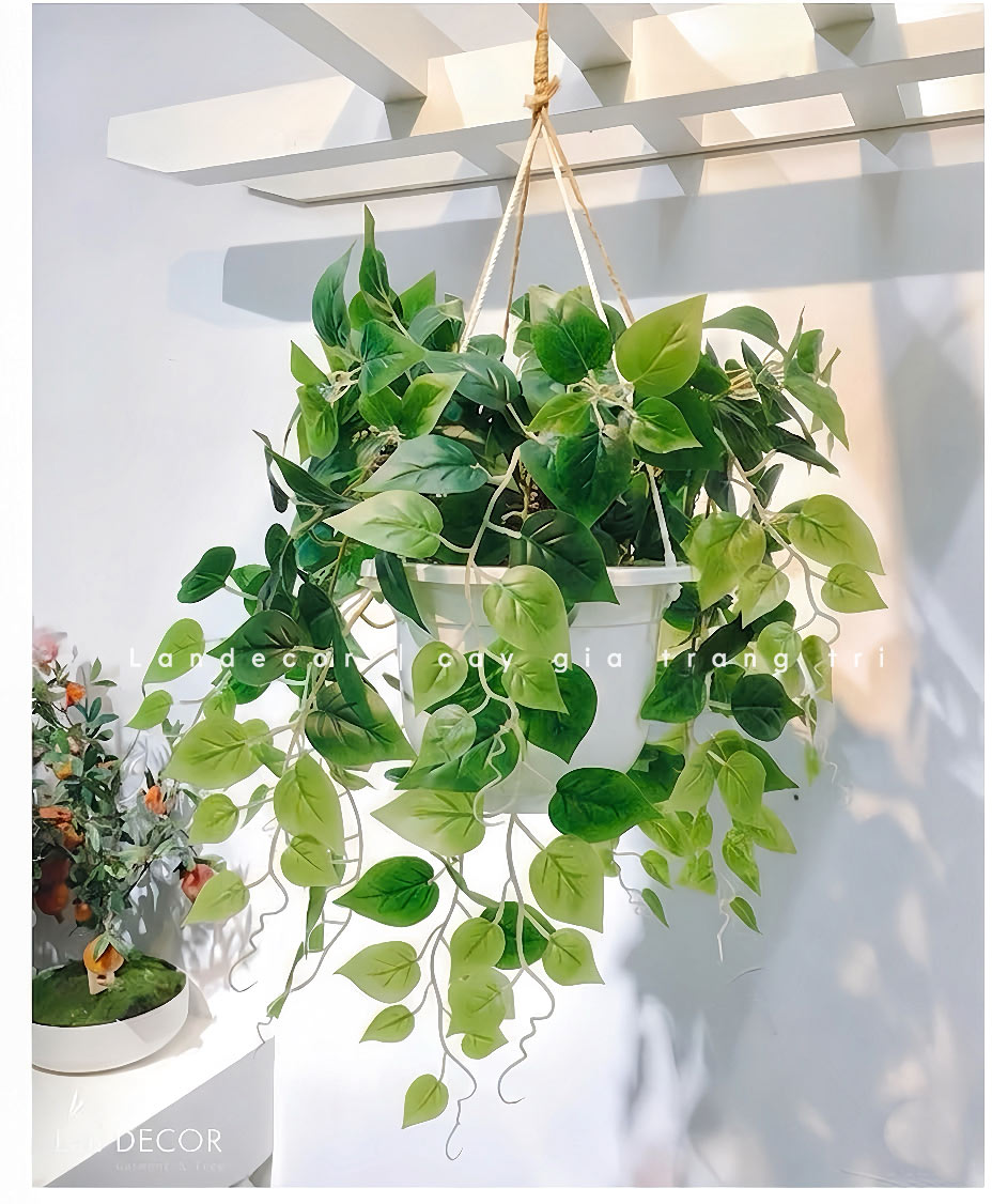 Giỏ cây Vạn Niên Thanh treo tường trang trí nội thất LanDecor - CC435