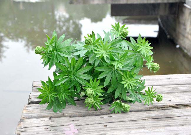 Kệ cây xẻ thùy trang trí nhà đẹp LanDecor (78cm) - CC463