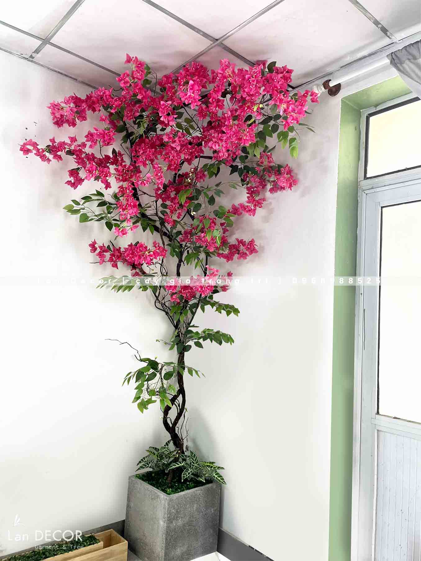 CÂY HOA GIẤY LEO BAN CÔNG ĐẸP MẮT (2m65)- CC839