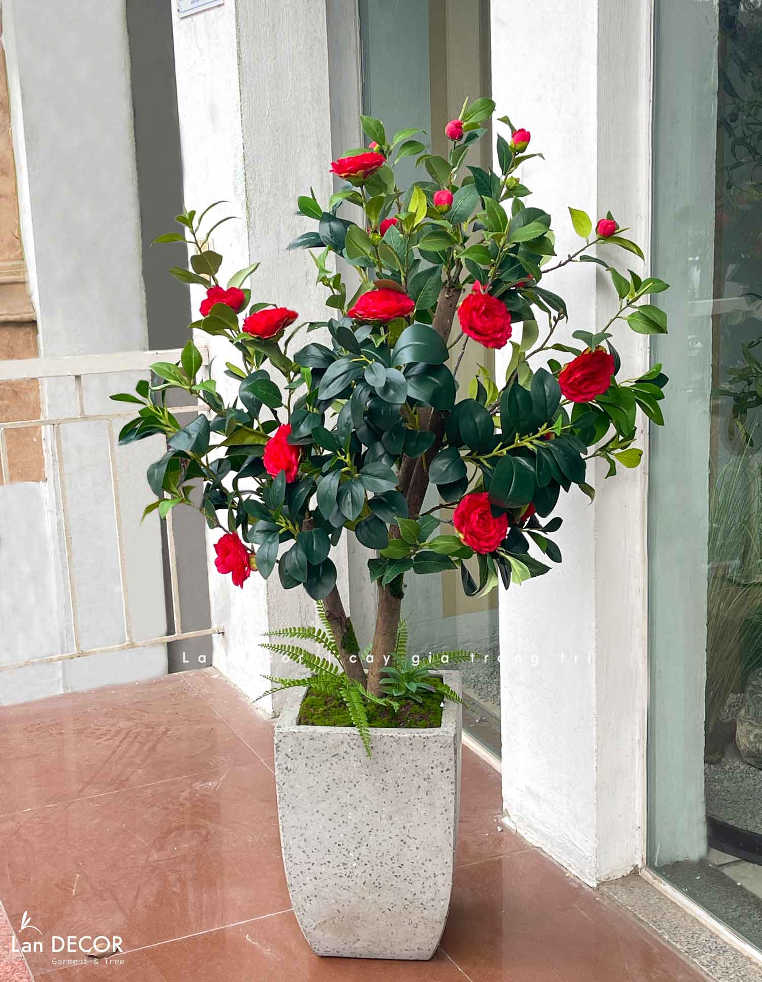 CÂY TRÀ ĐỎ ĐẸP NỔI BẬT VƯỜN NHÀ LAN DECOR (140CM)- CC762