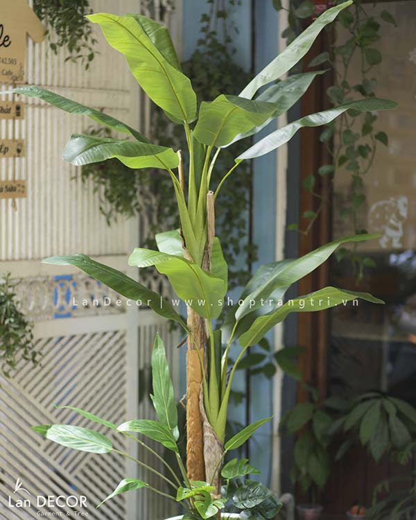 CHẬU CÂY CHUỐI CẢNH MIX TRANG TRÍ NỘI THẤT LAN DECOR - CC288