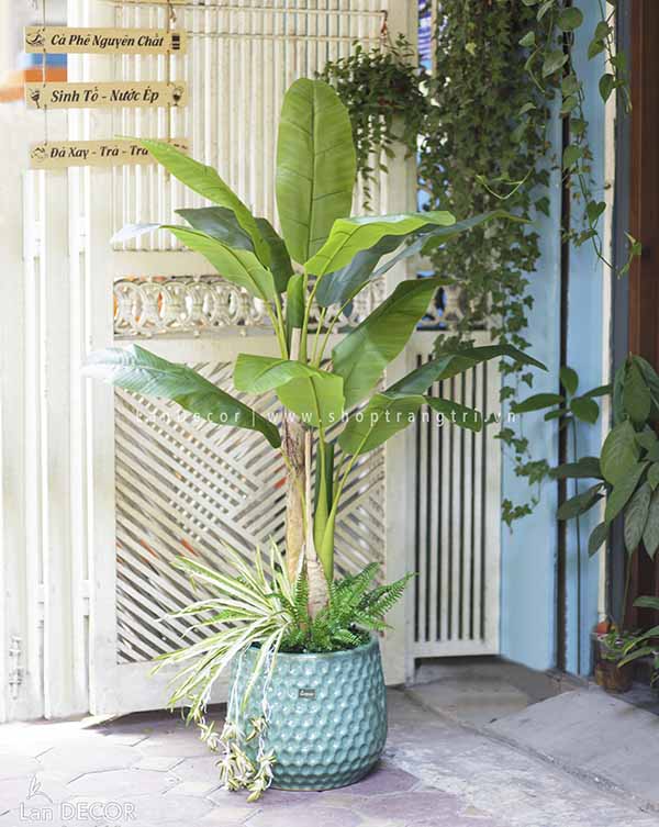 CÂY CHUỐI BẸ MIX TIỂU CẢNH TRANG TRÍ ĐẸP LAN DECOR - CC278